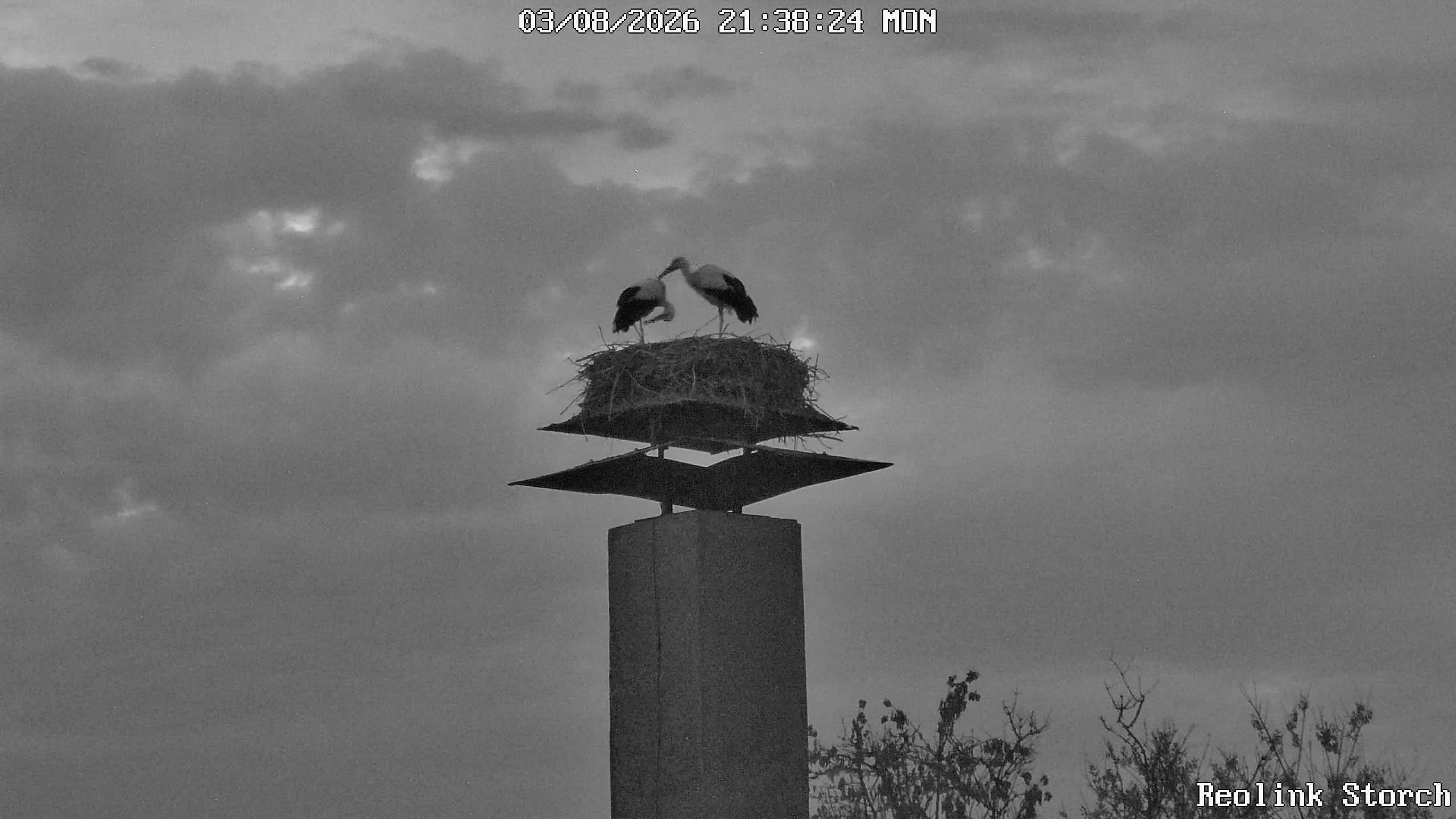 Storchencam Bild