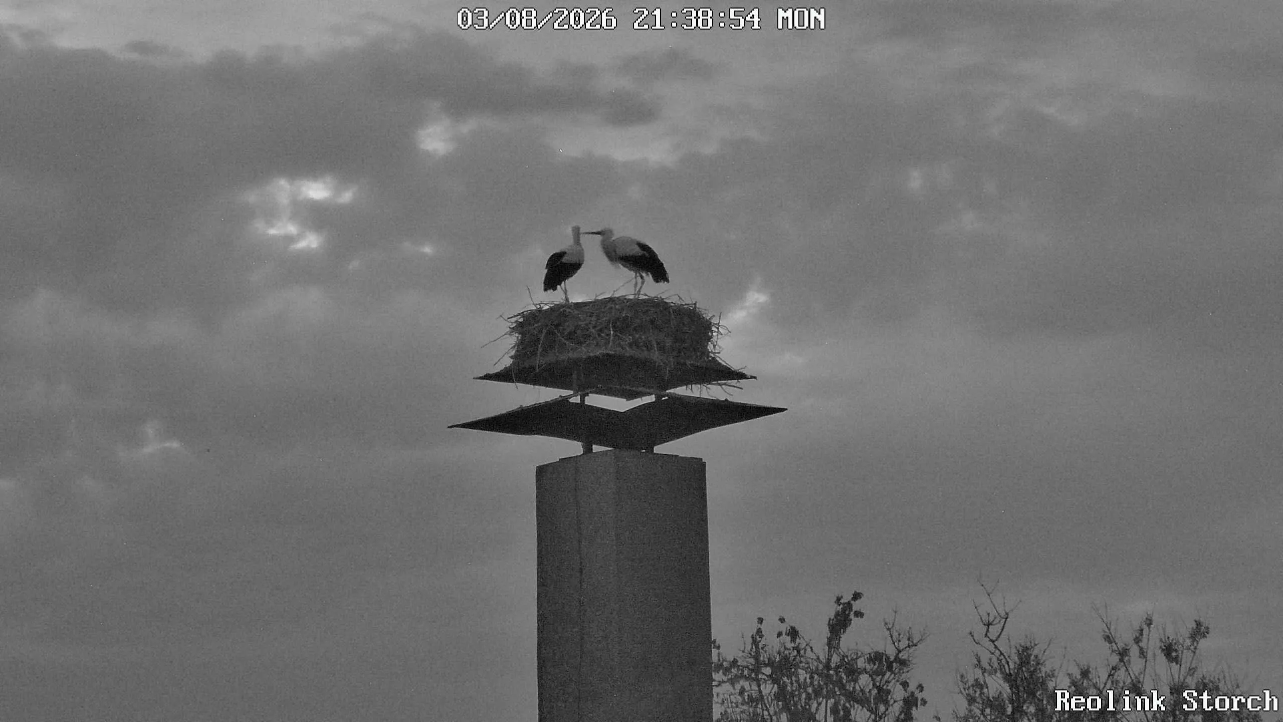 Storchencam Bild