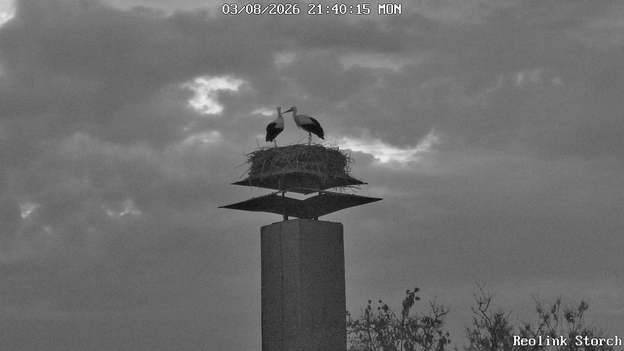 Storchencam Bild