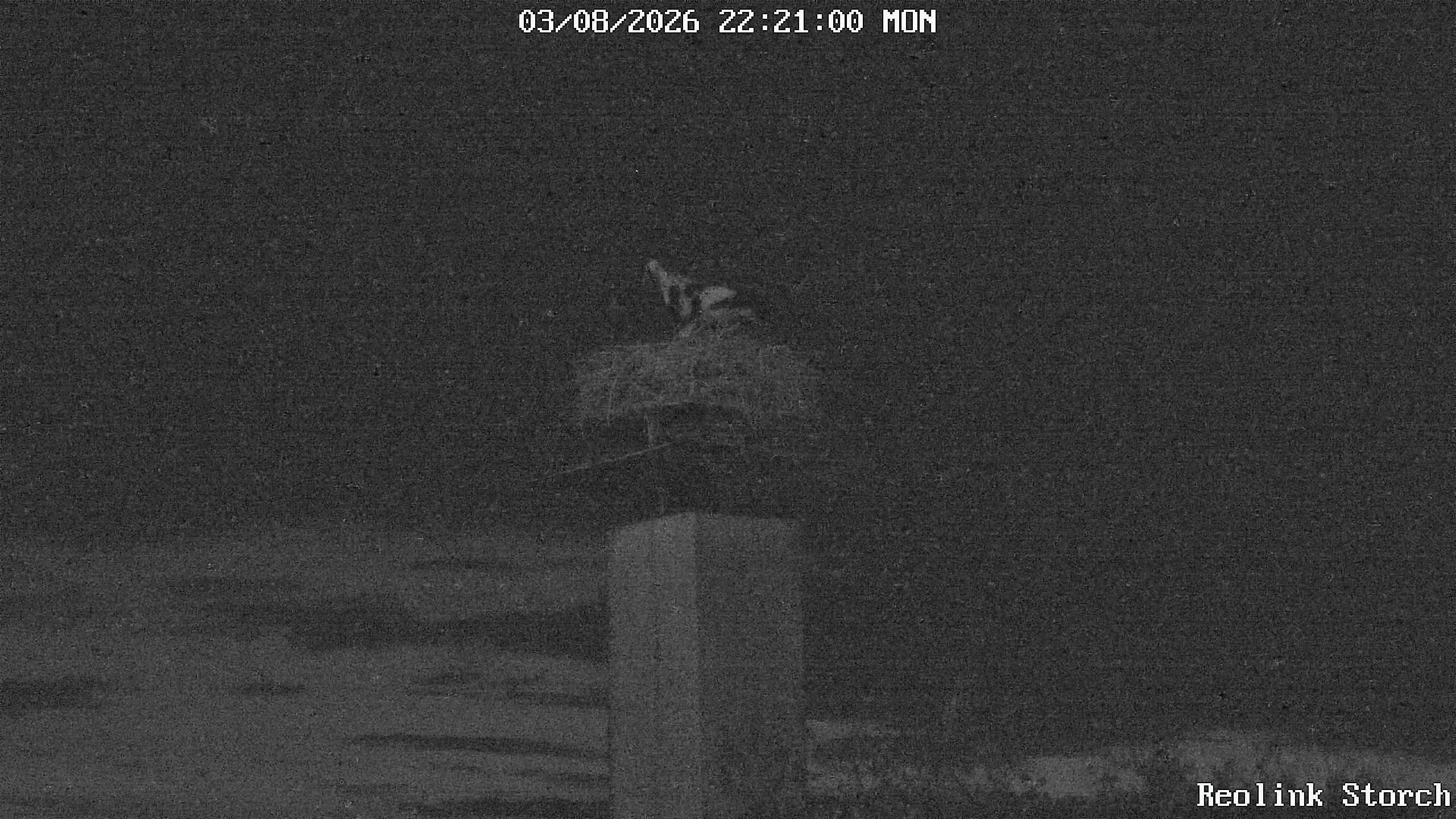 Storchencam Bild