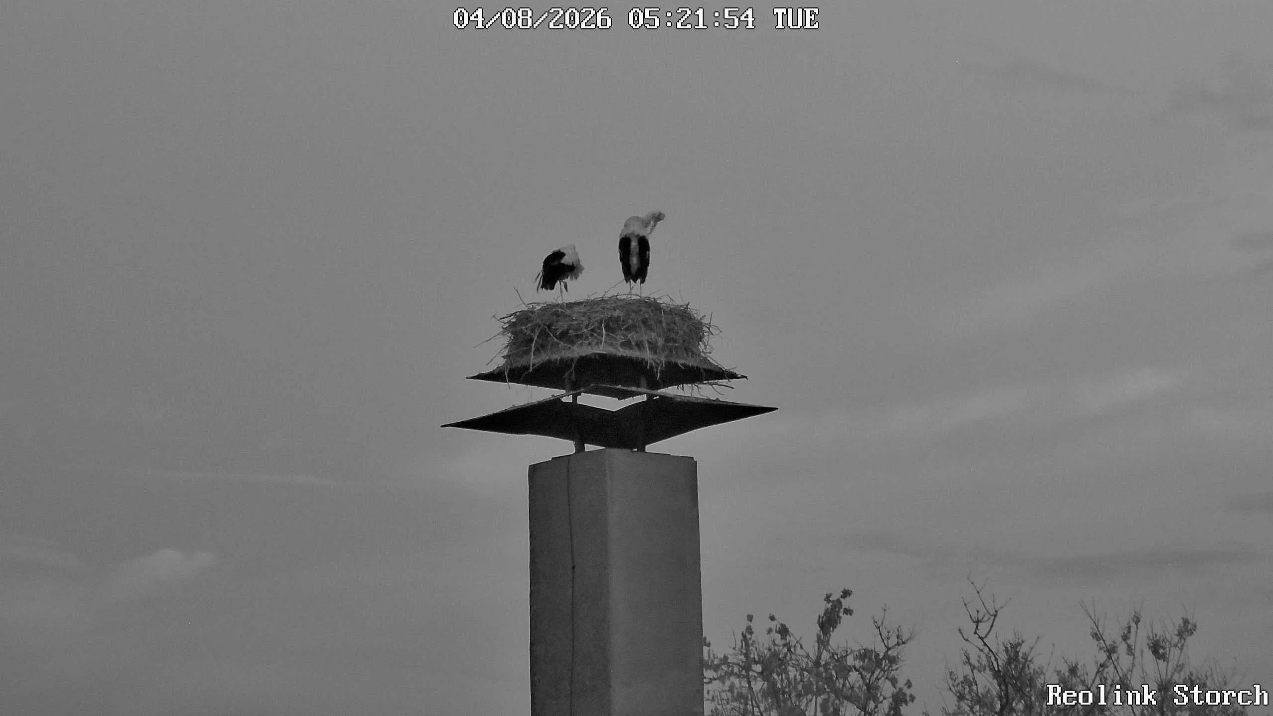 Storchencam Bild