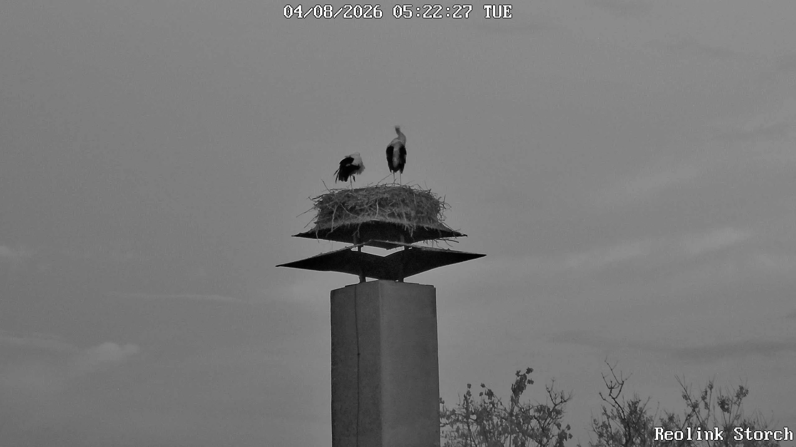 Storchencam Bild