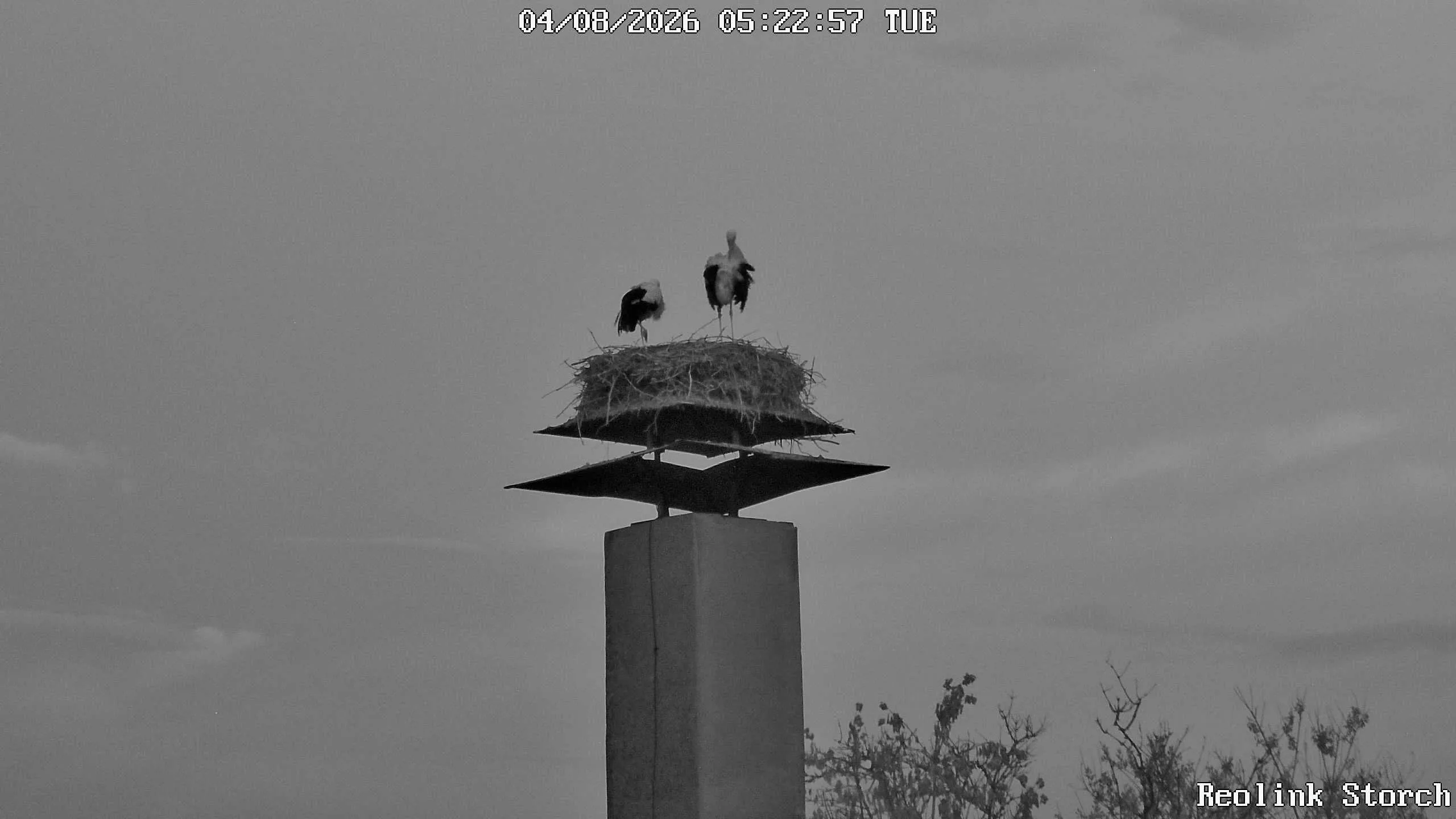 Storchencam Bild