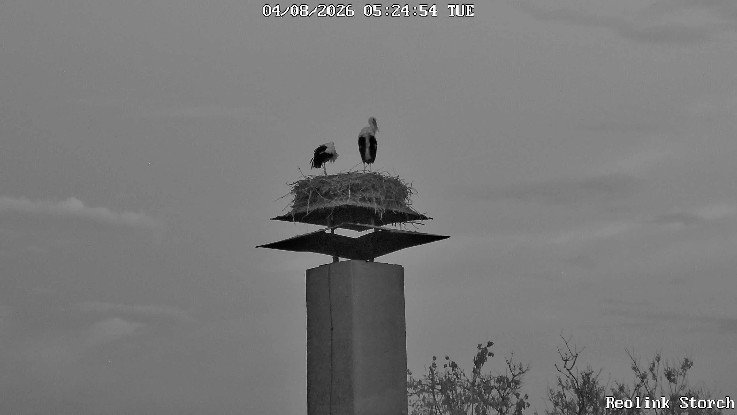 Storchencam Bild