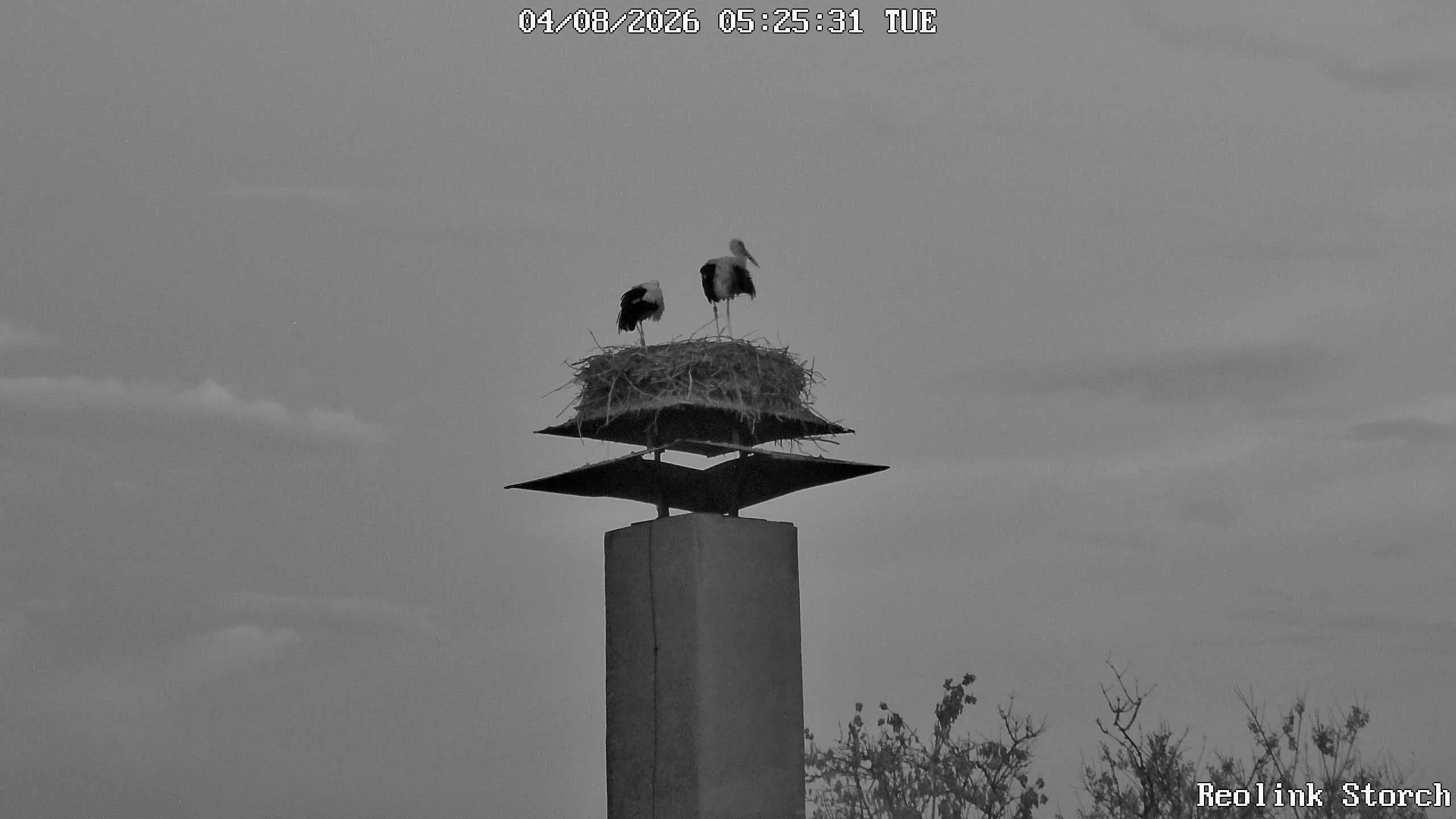 Storchencam Bild
