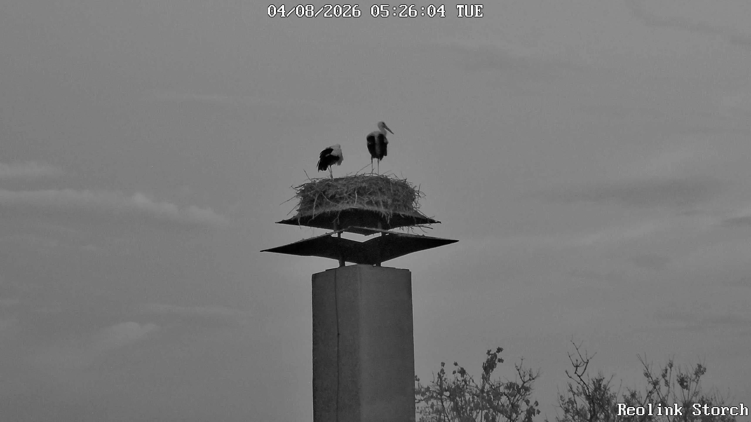 Storchencam Bild