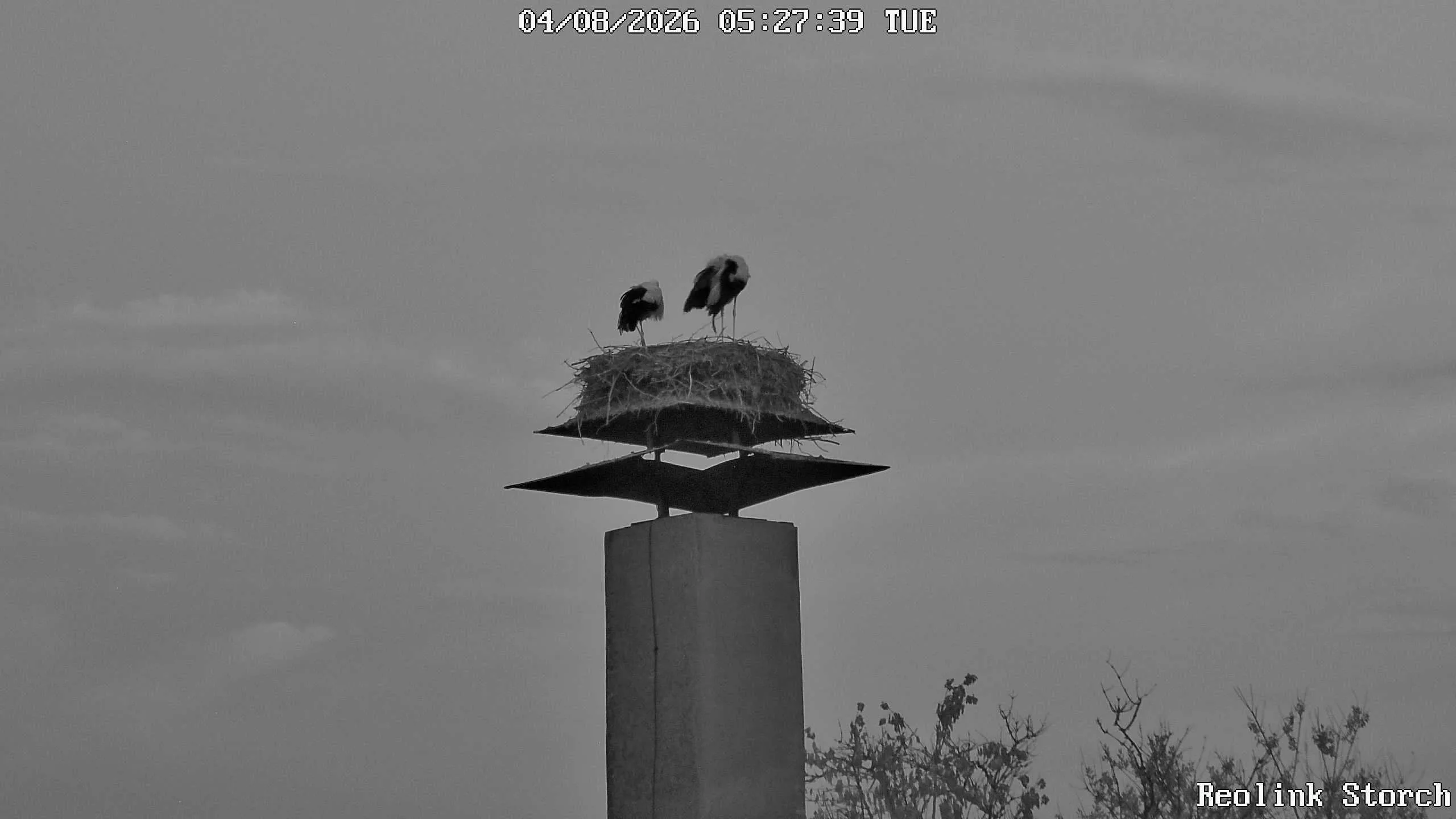 Storchencam Bild