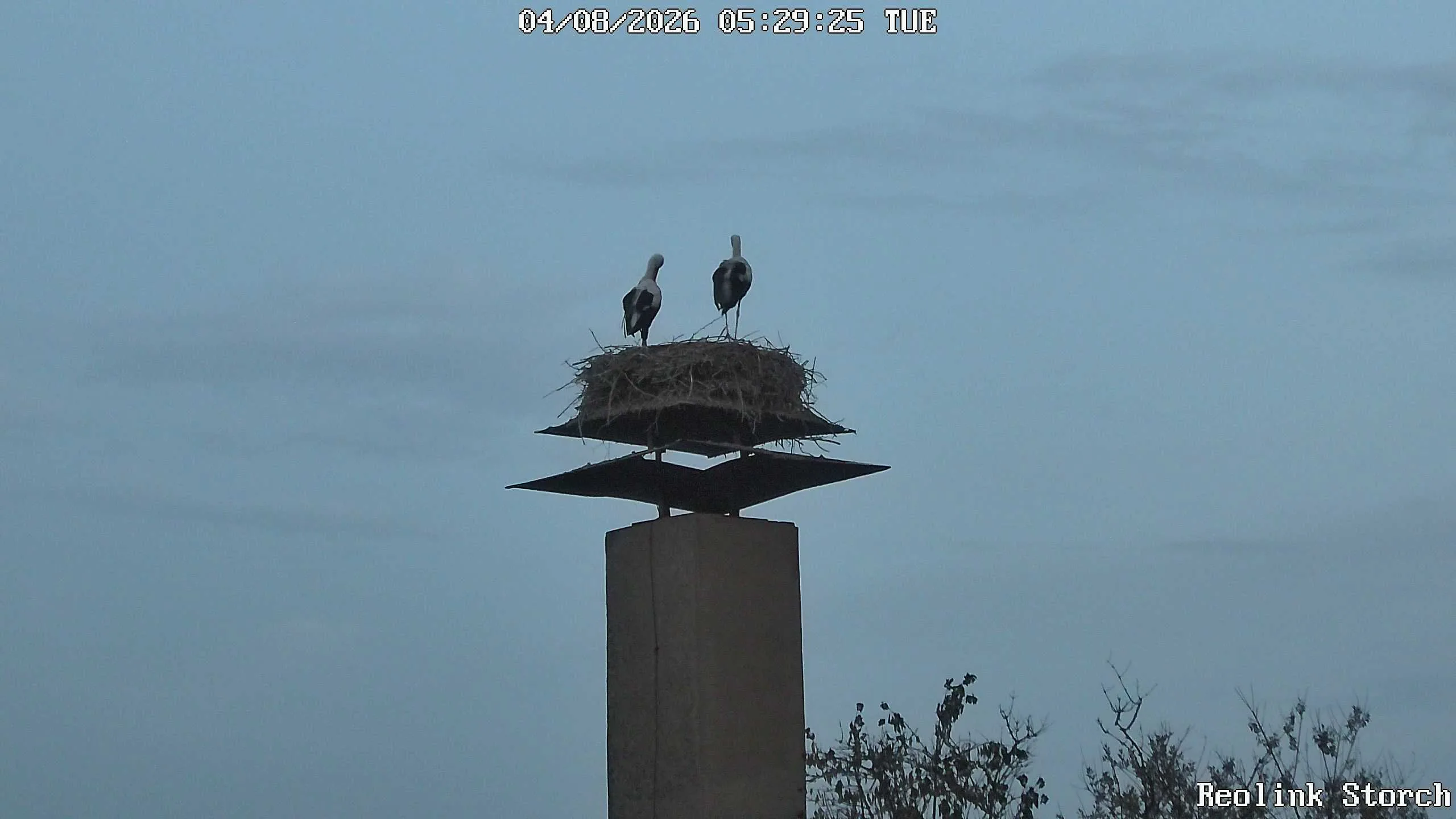 Storchencam Bild