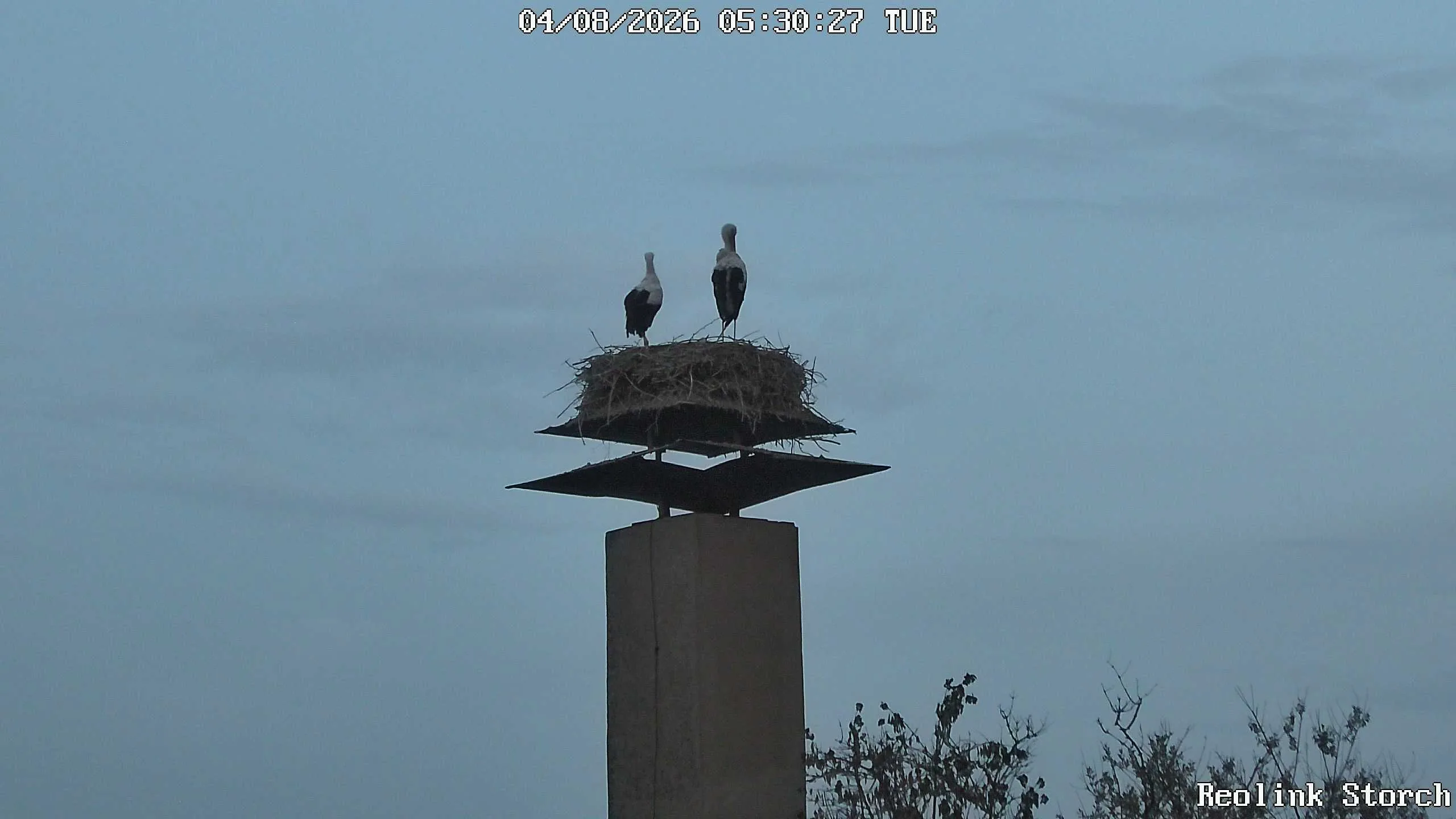 Storchencam Bild