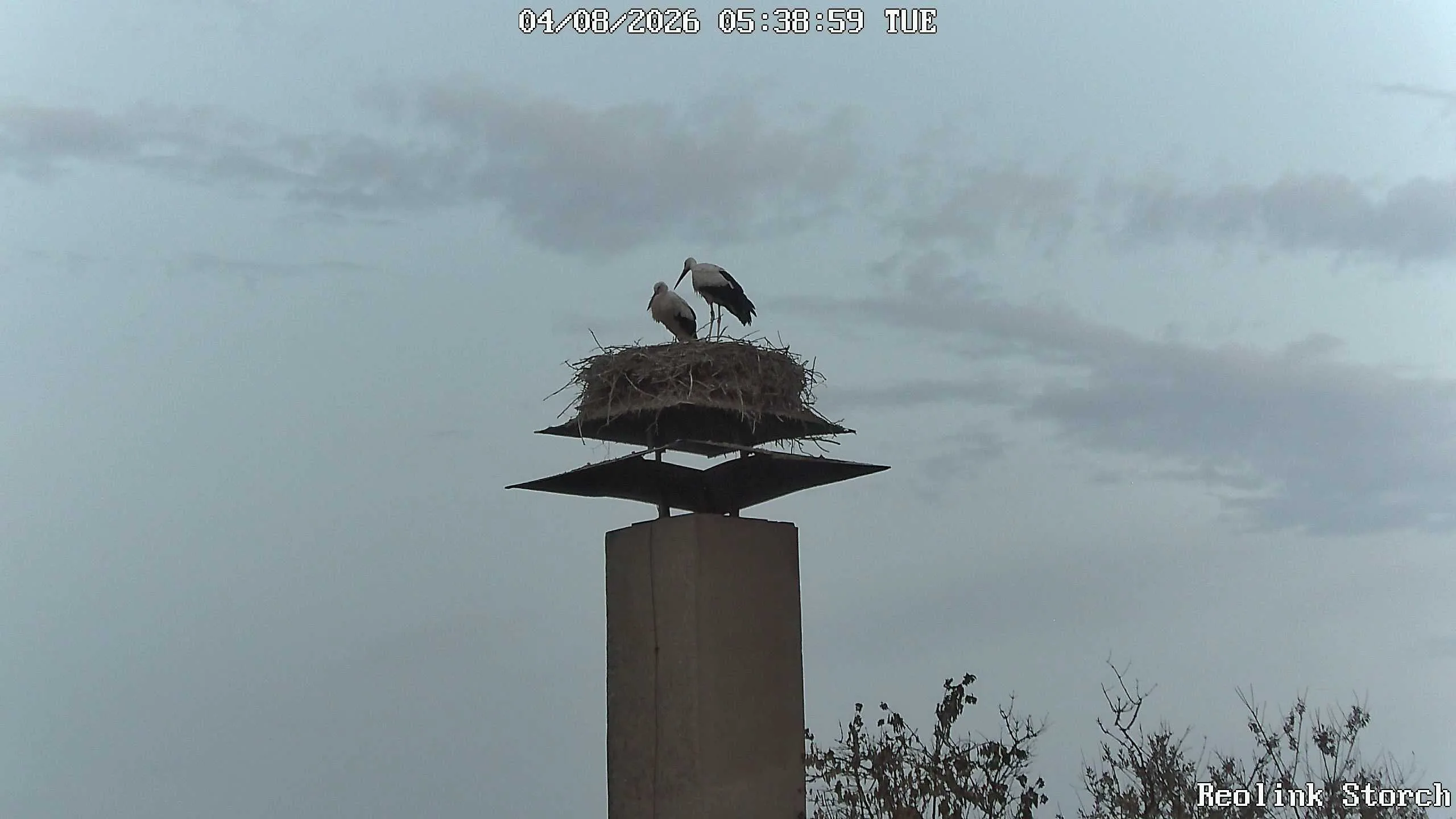 Storchencam Bild