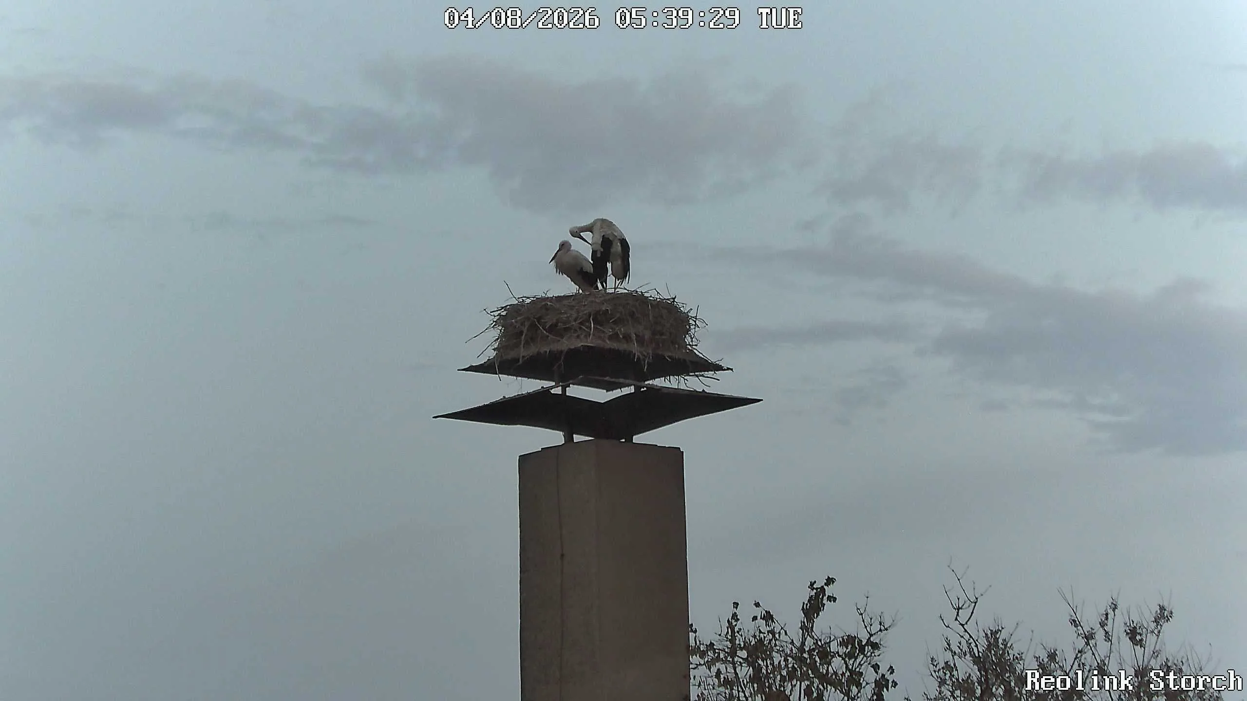 Storchencam Bild