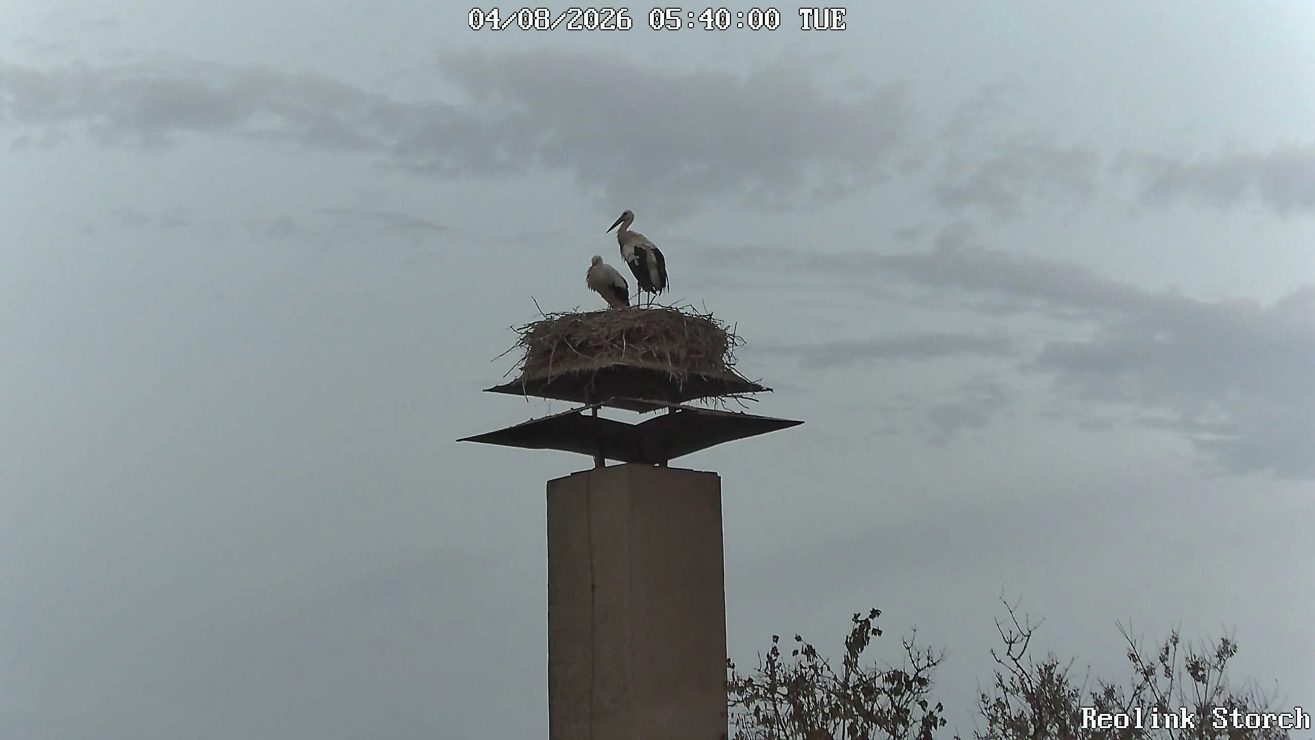 Storchencam Bild