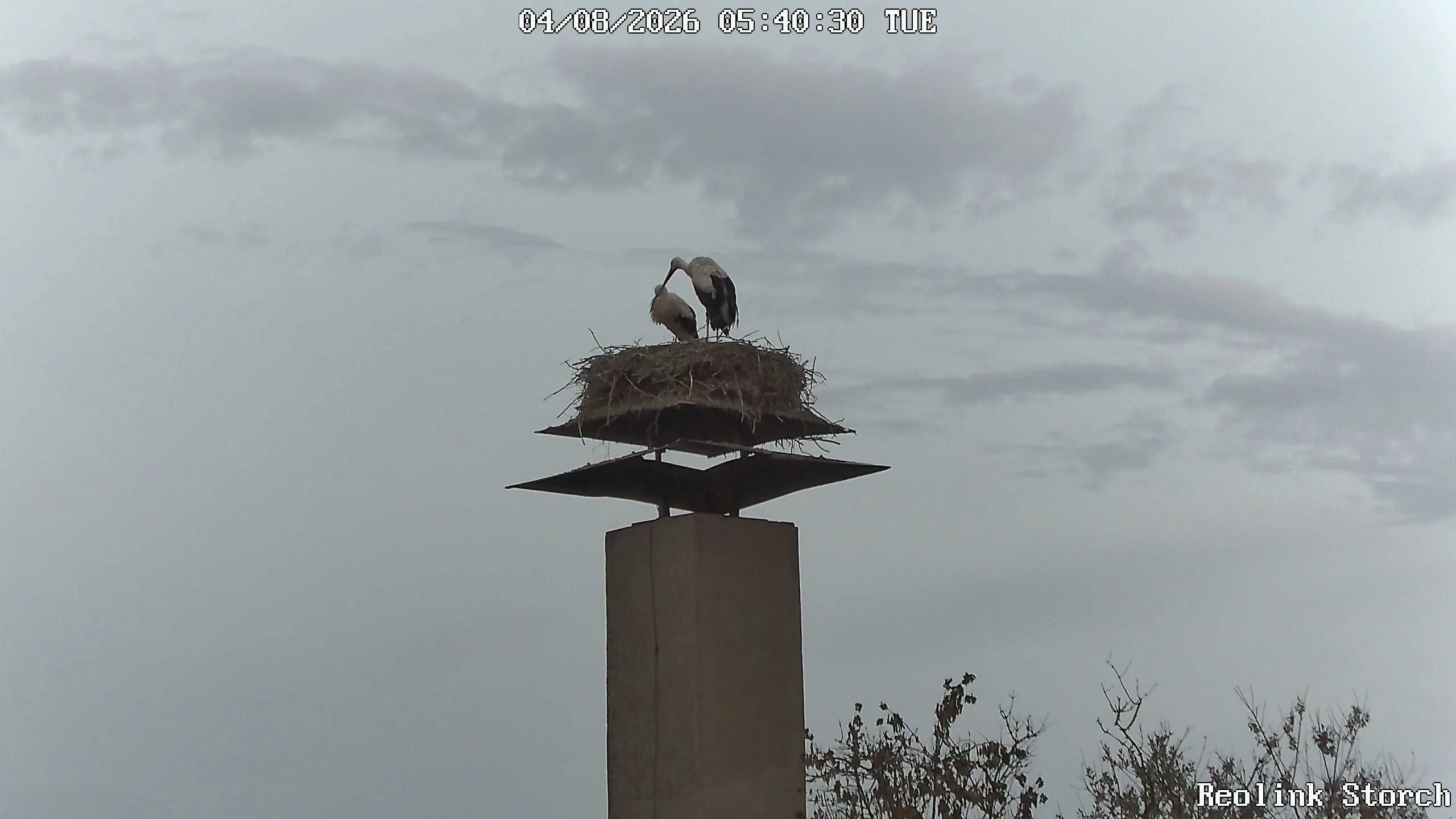 Storchencam Bild