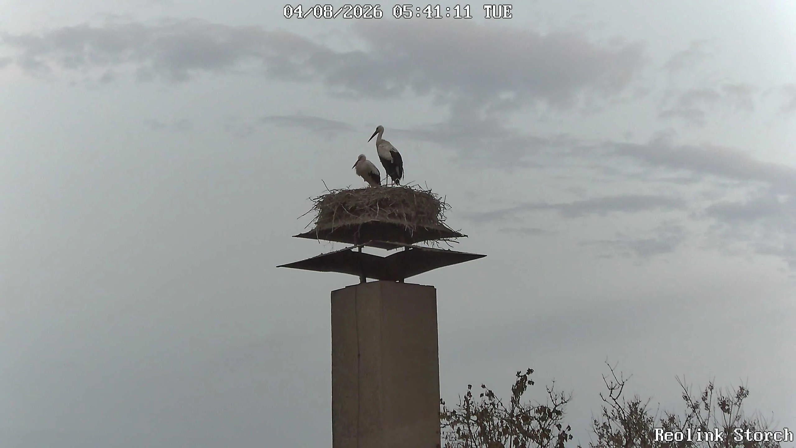 Storchencam Bild