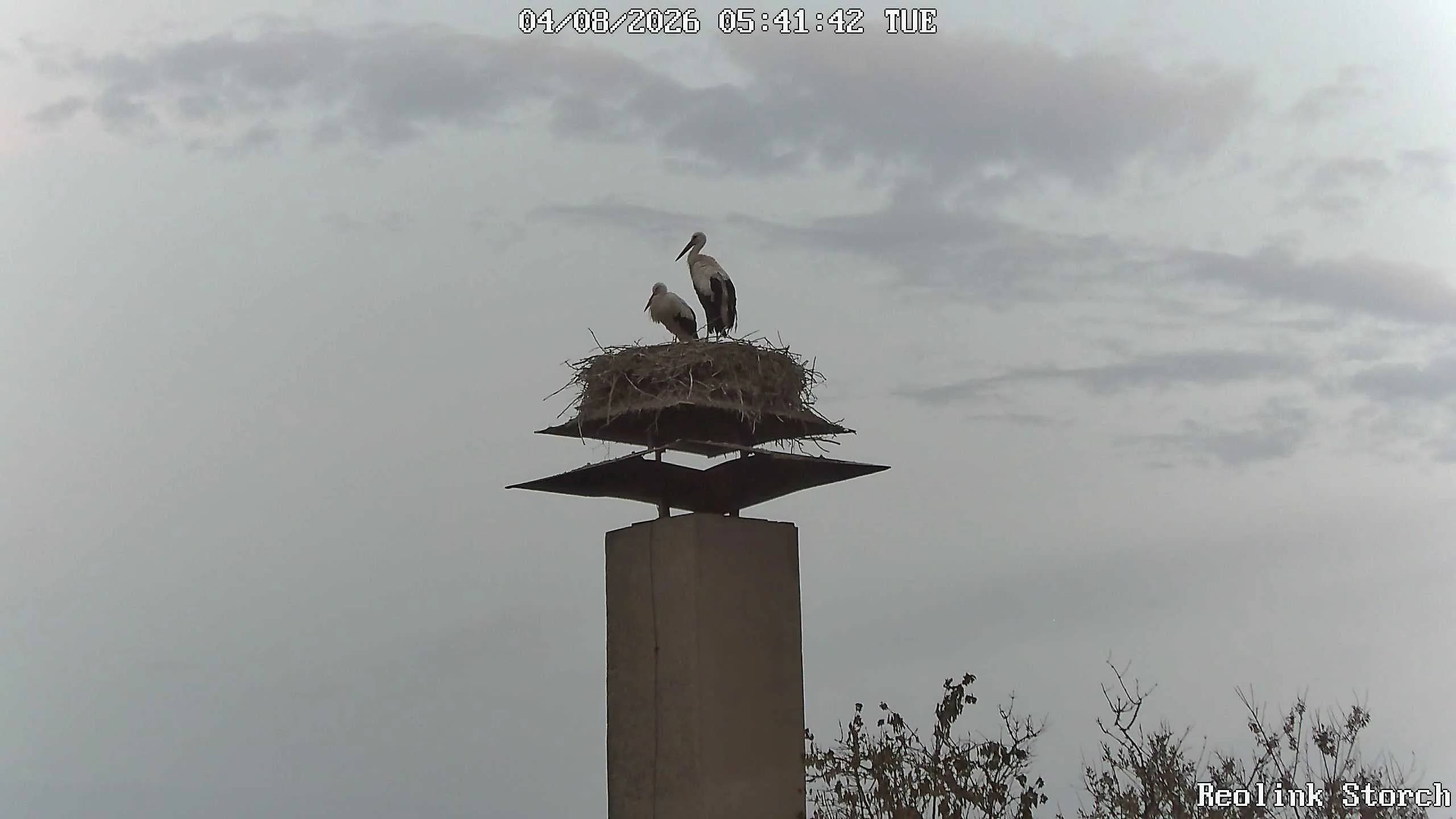 Storchencam Bild