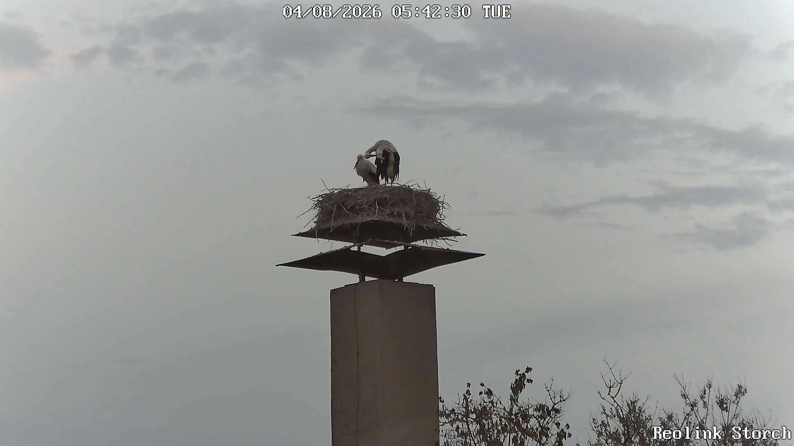 Storchencam Bild