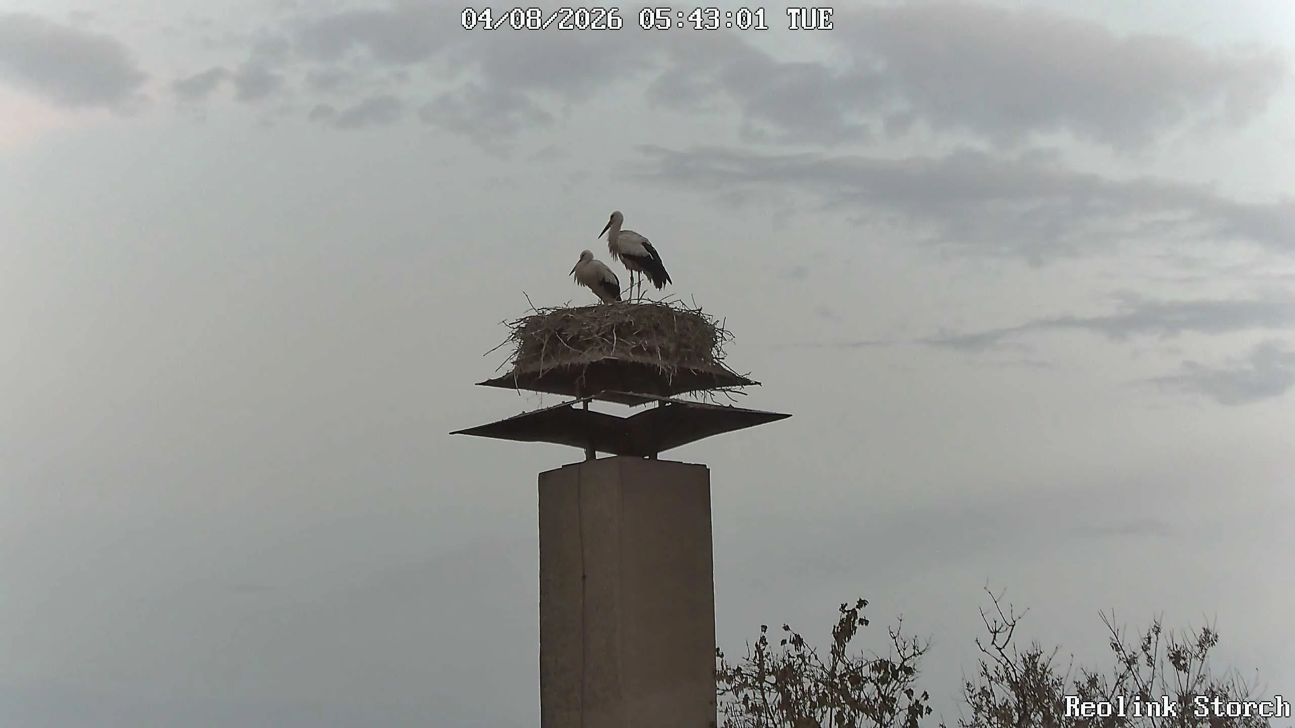 Storchencam Bild