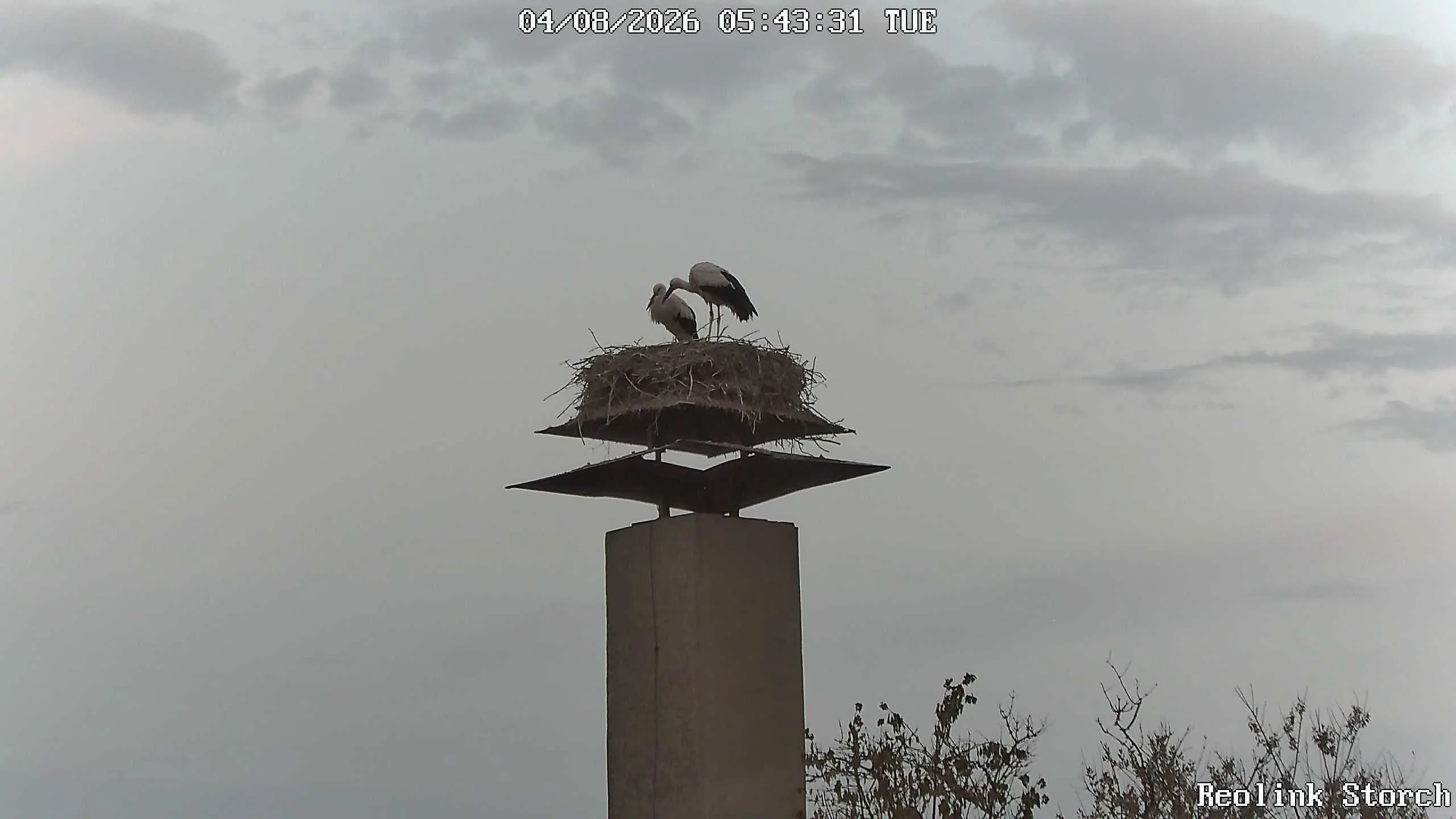 Storchencam Bild