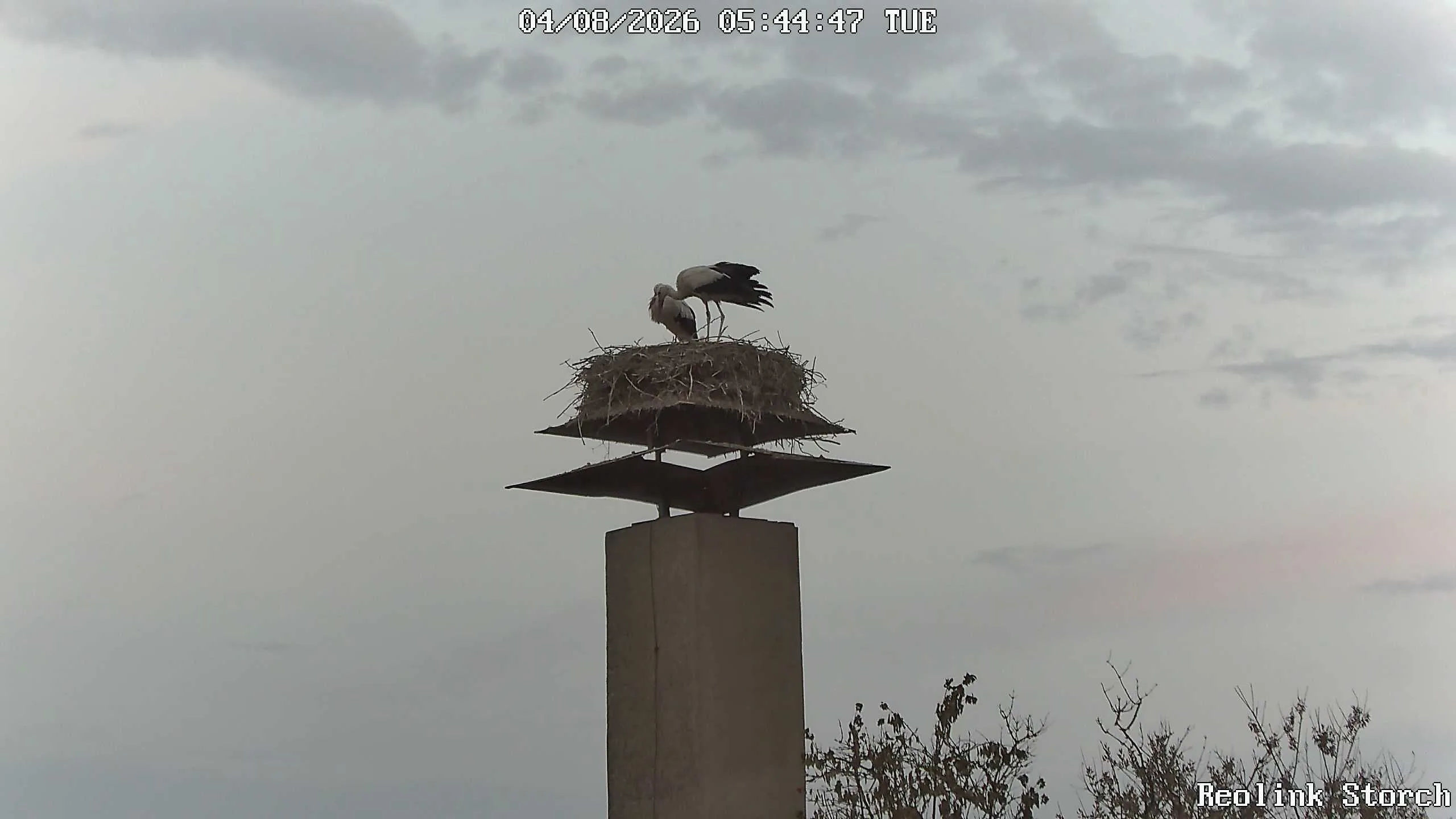 Storchencam Bild