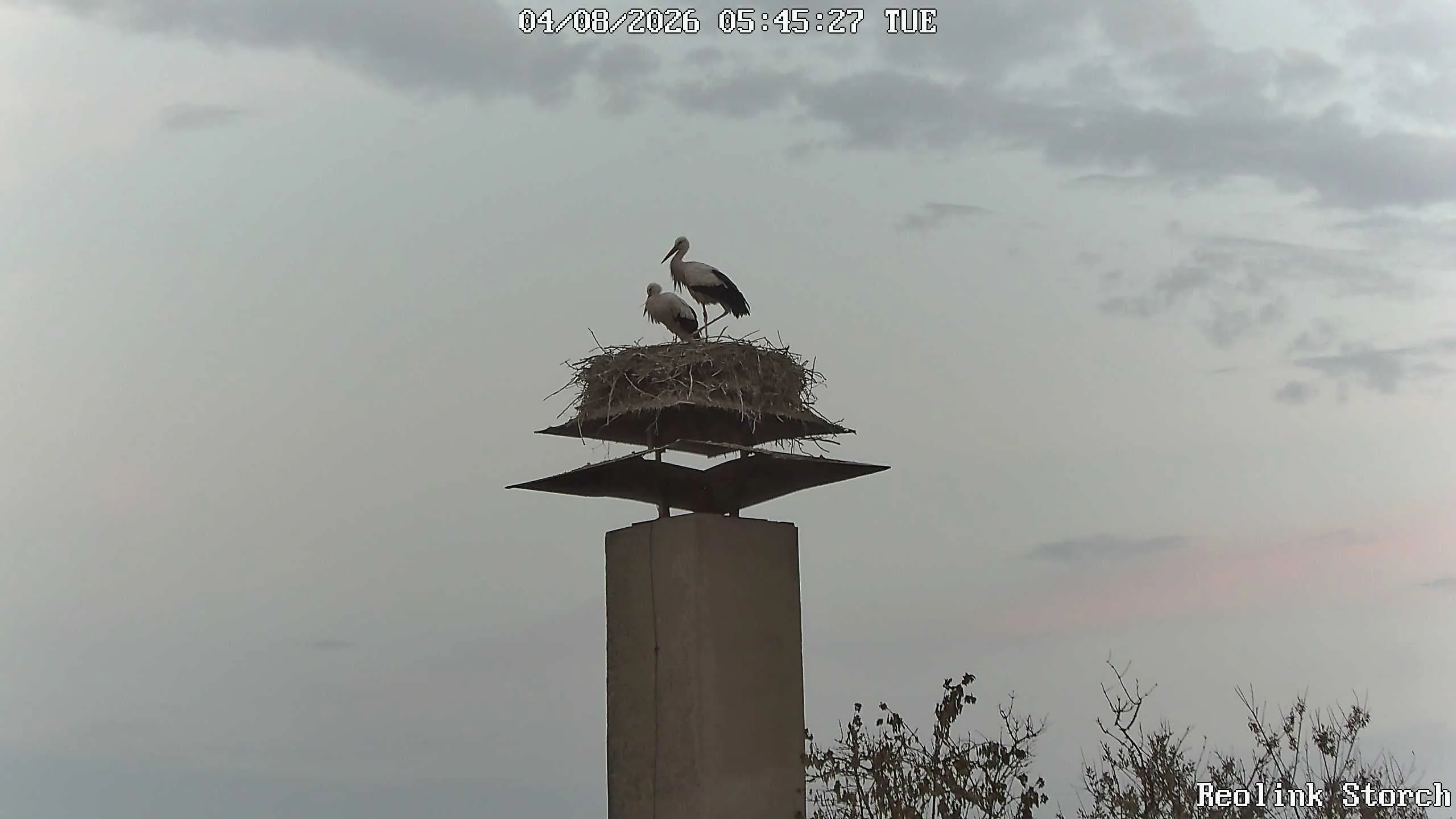 Storchencam Bild