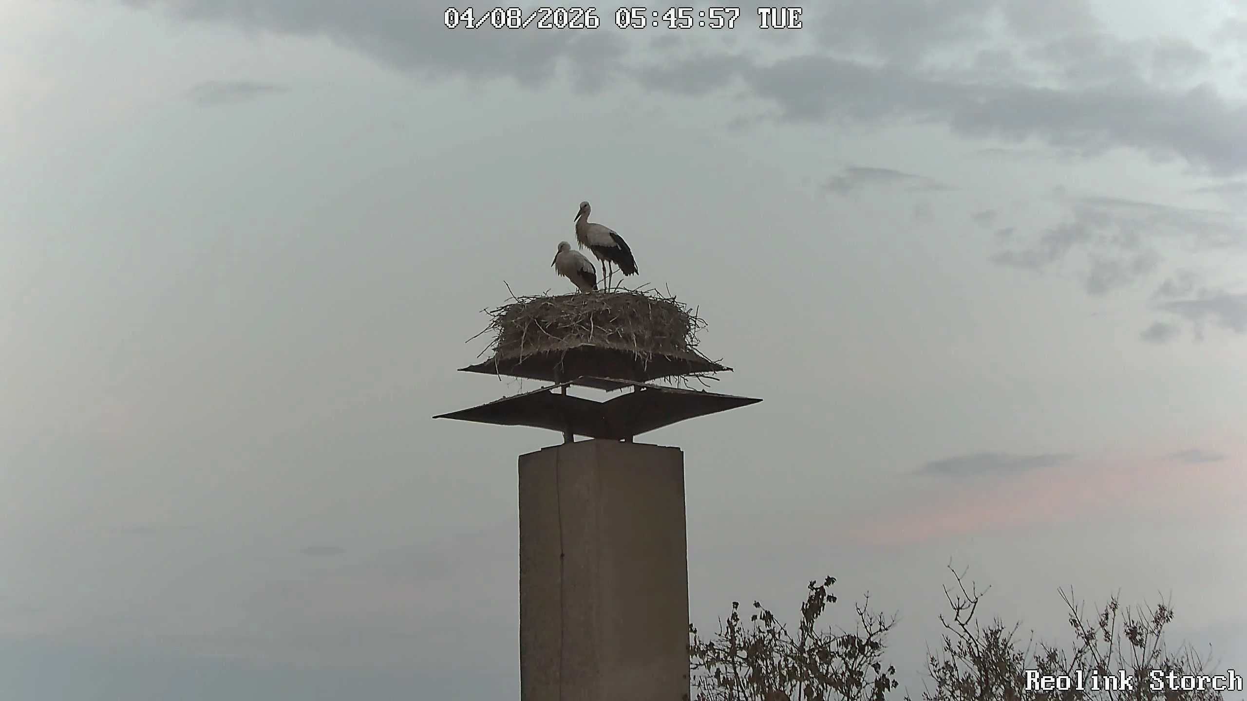 Storchencam Bild