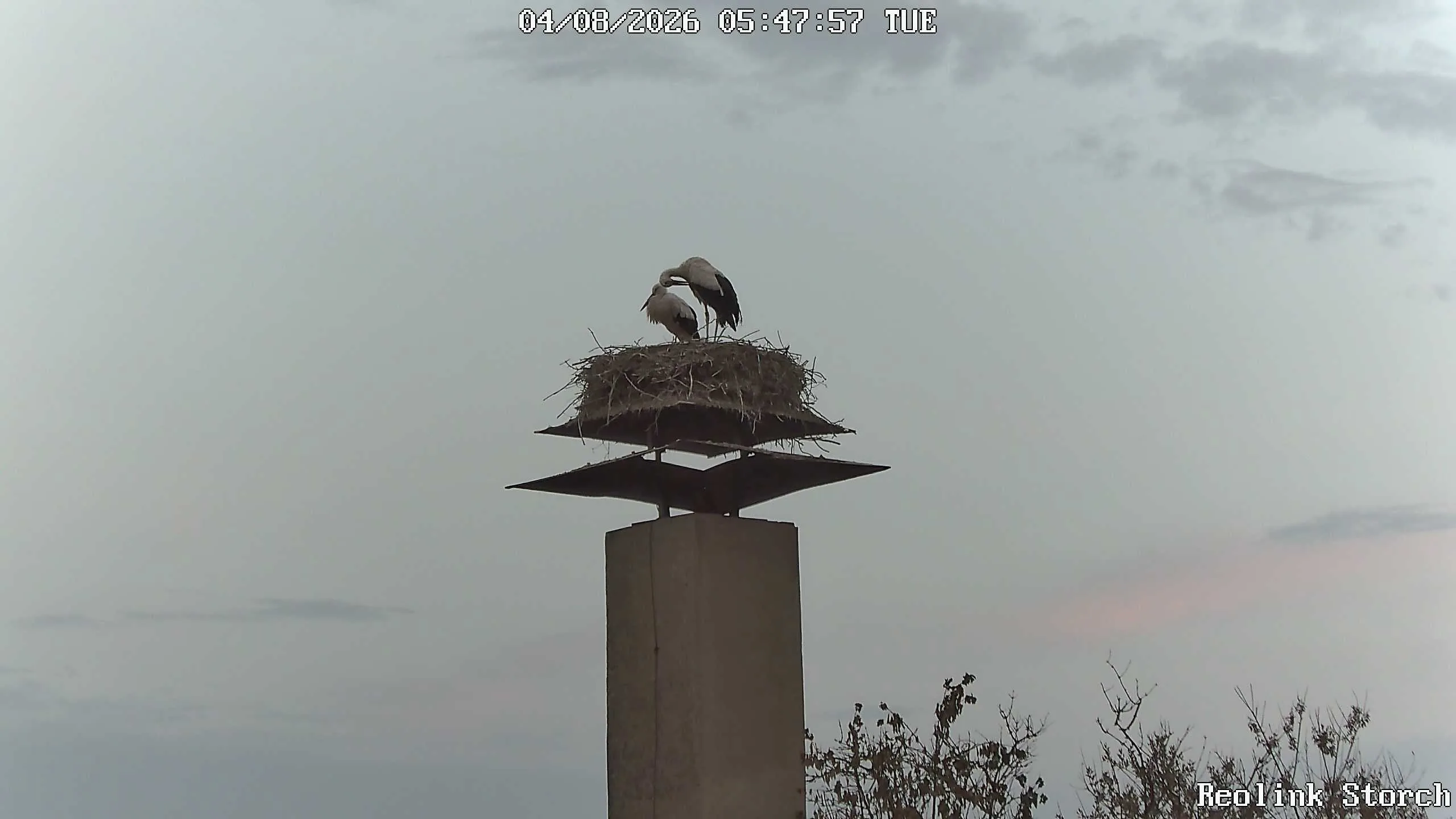 Storchencam Bild