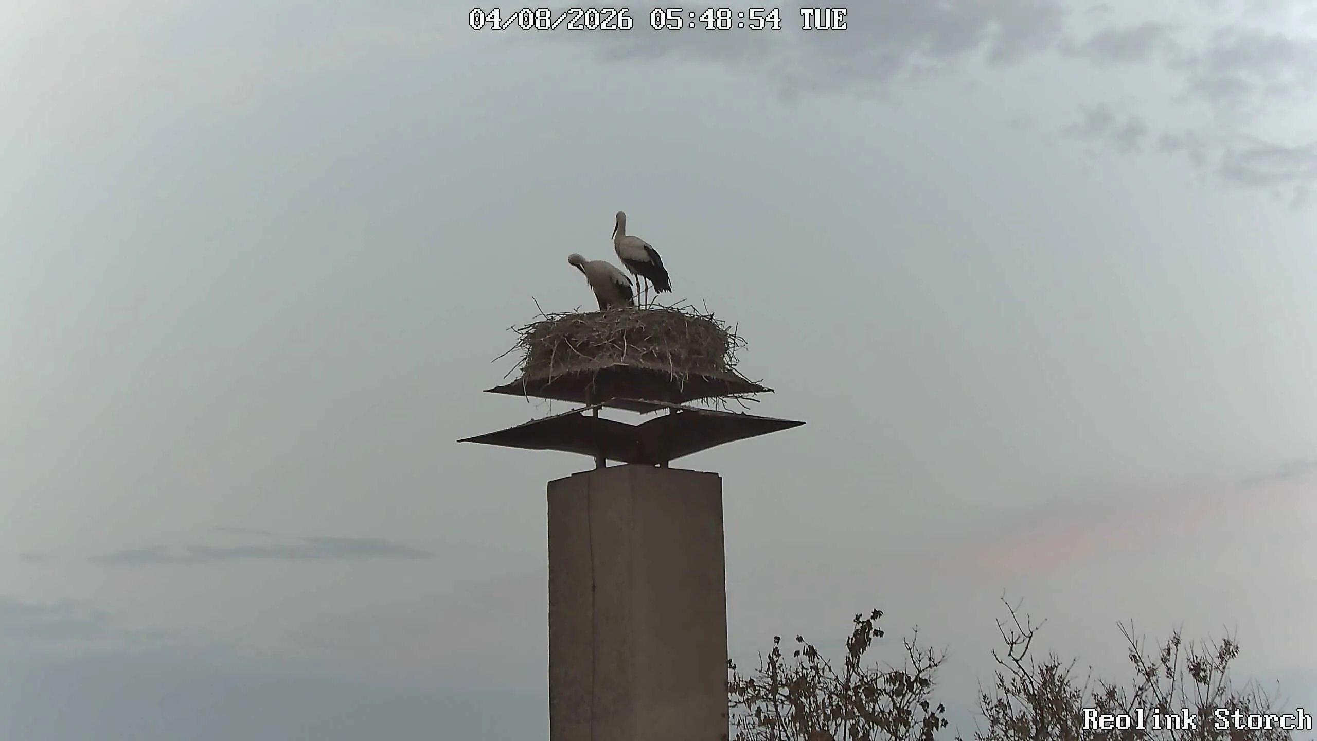 Storchencam Bild
