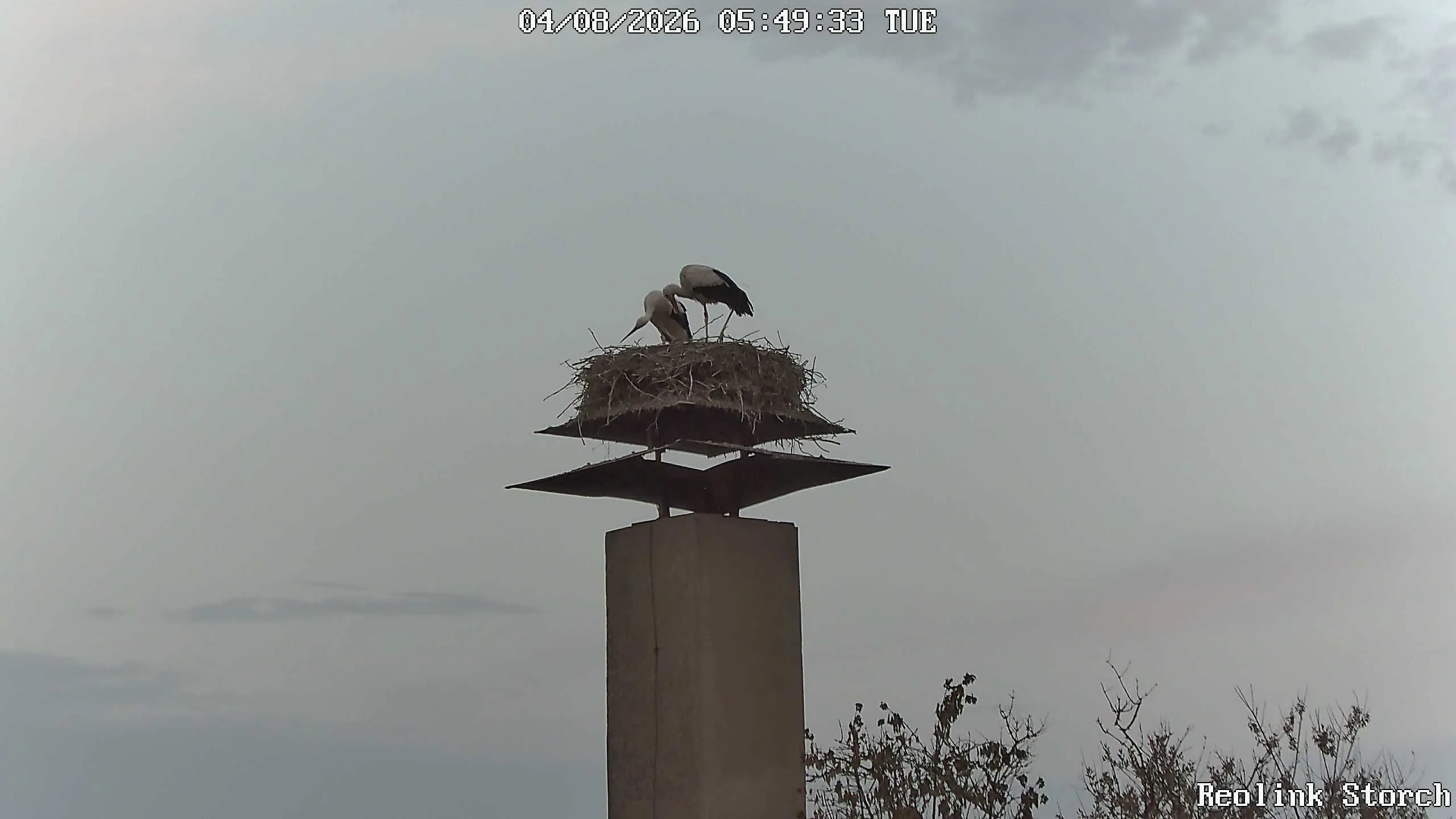 Storchencam Bild