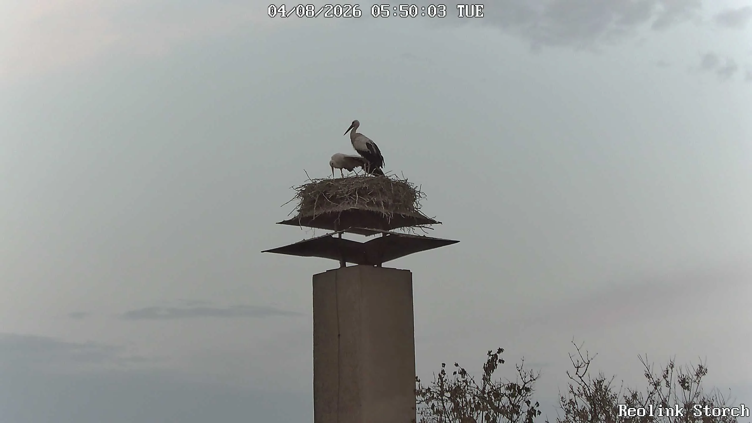 Storchencam Bild