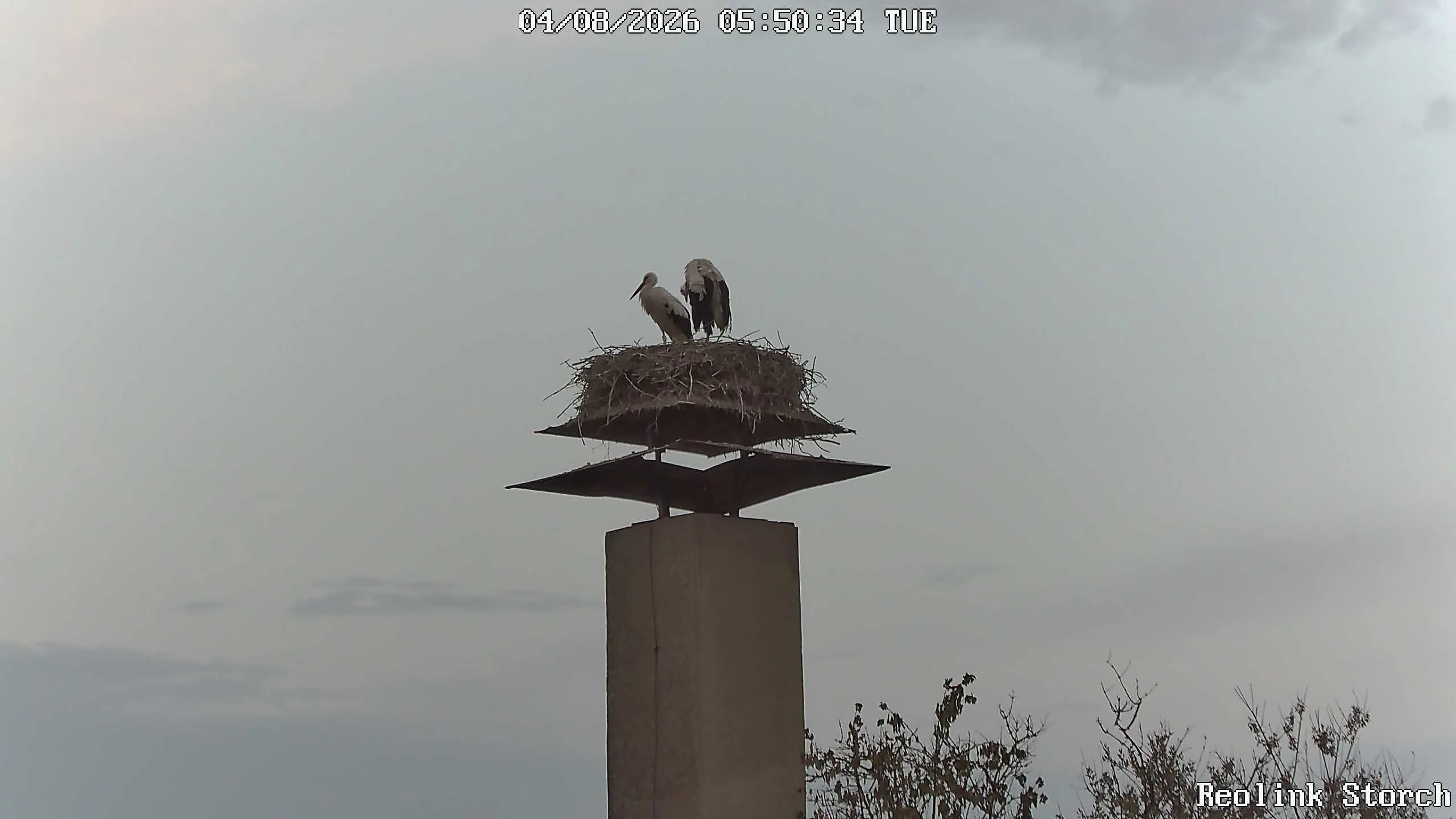 Storchencam Bild