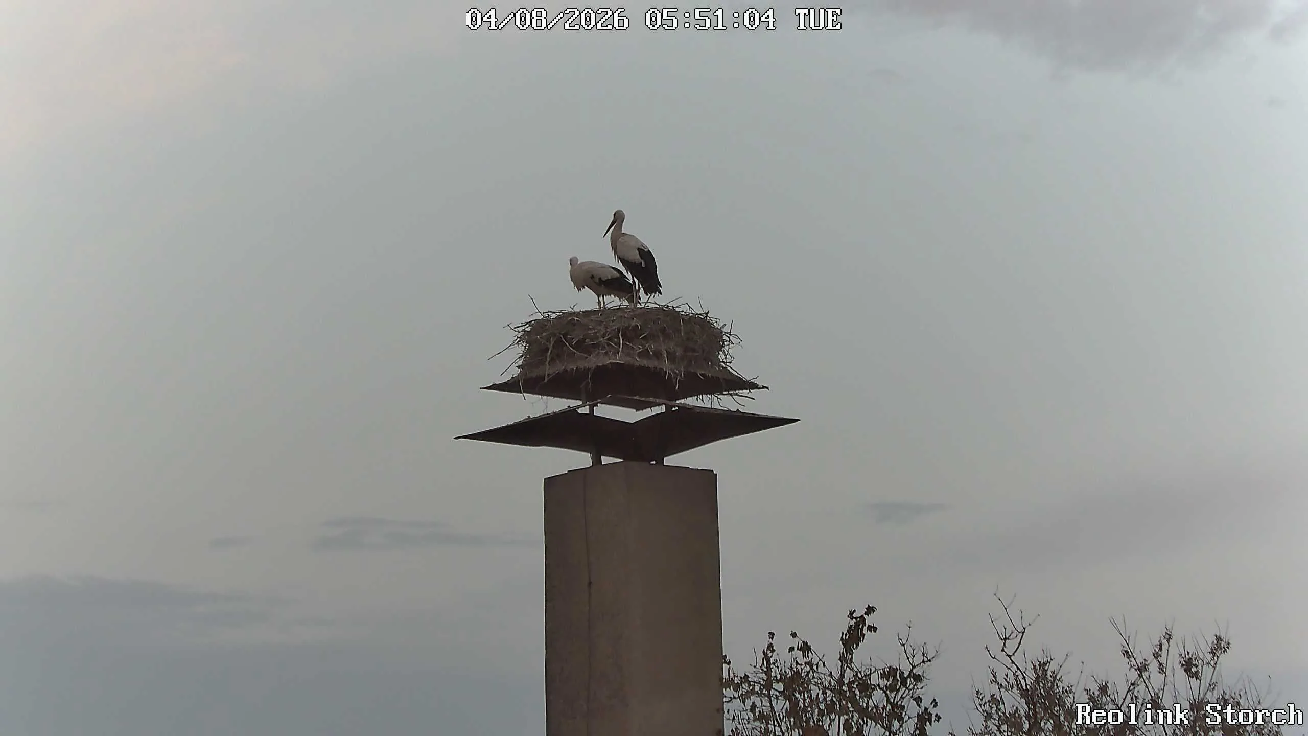 Storchencam Bild