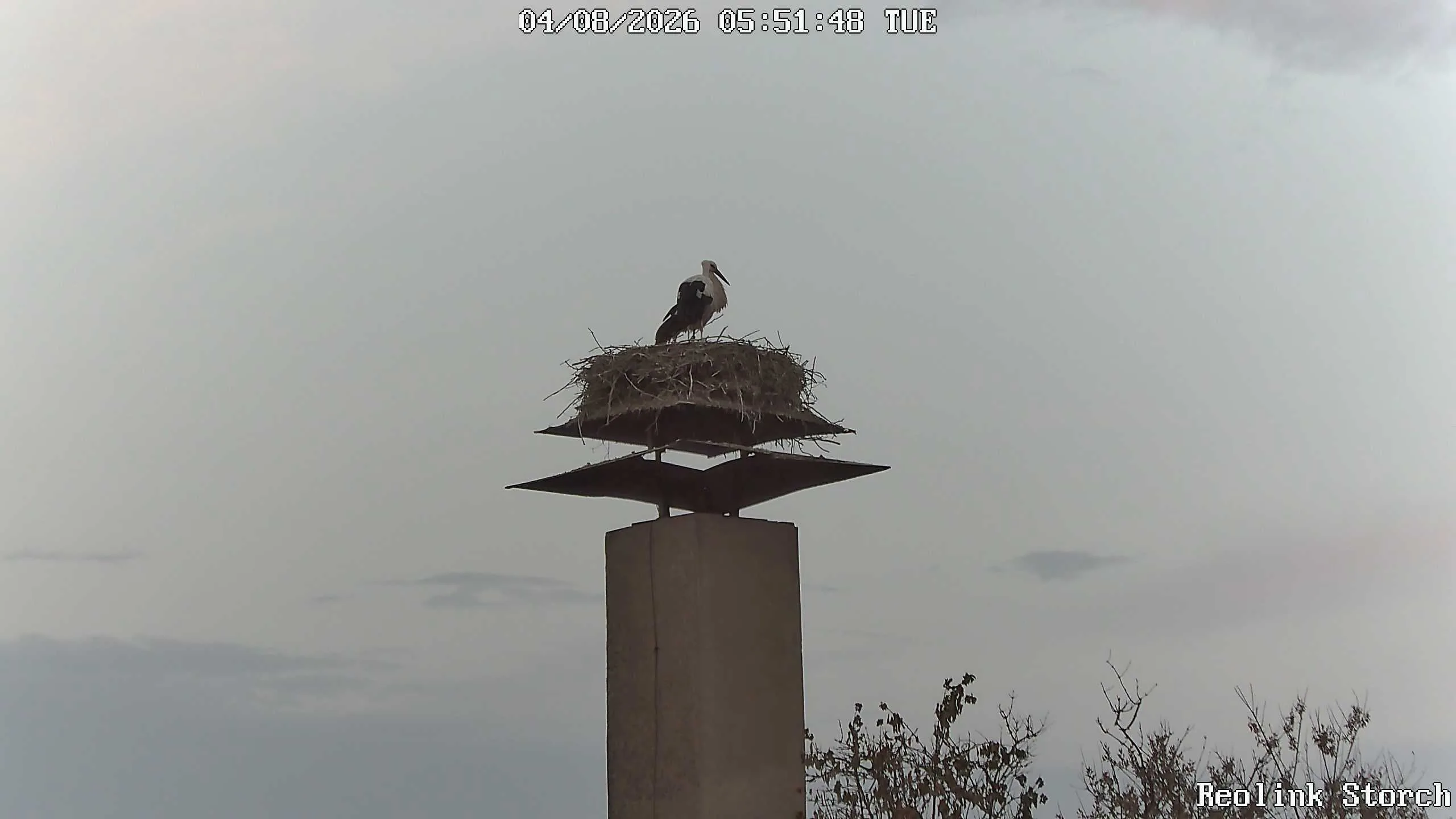 Storchencam Bild