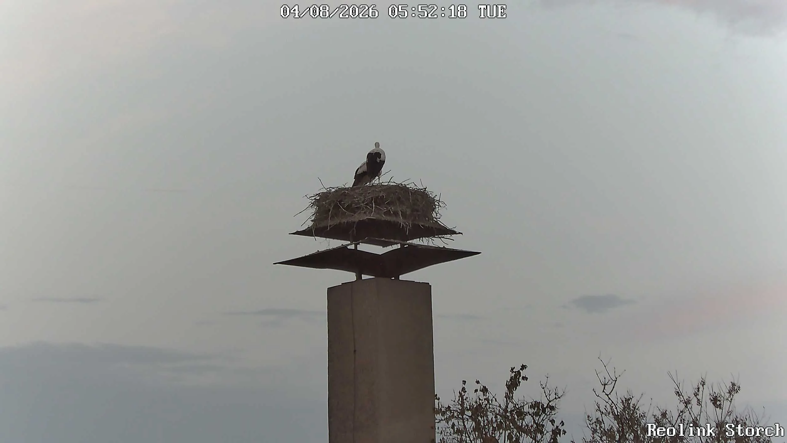 Storchencam Bild