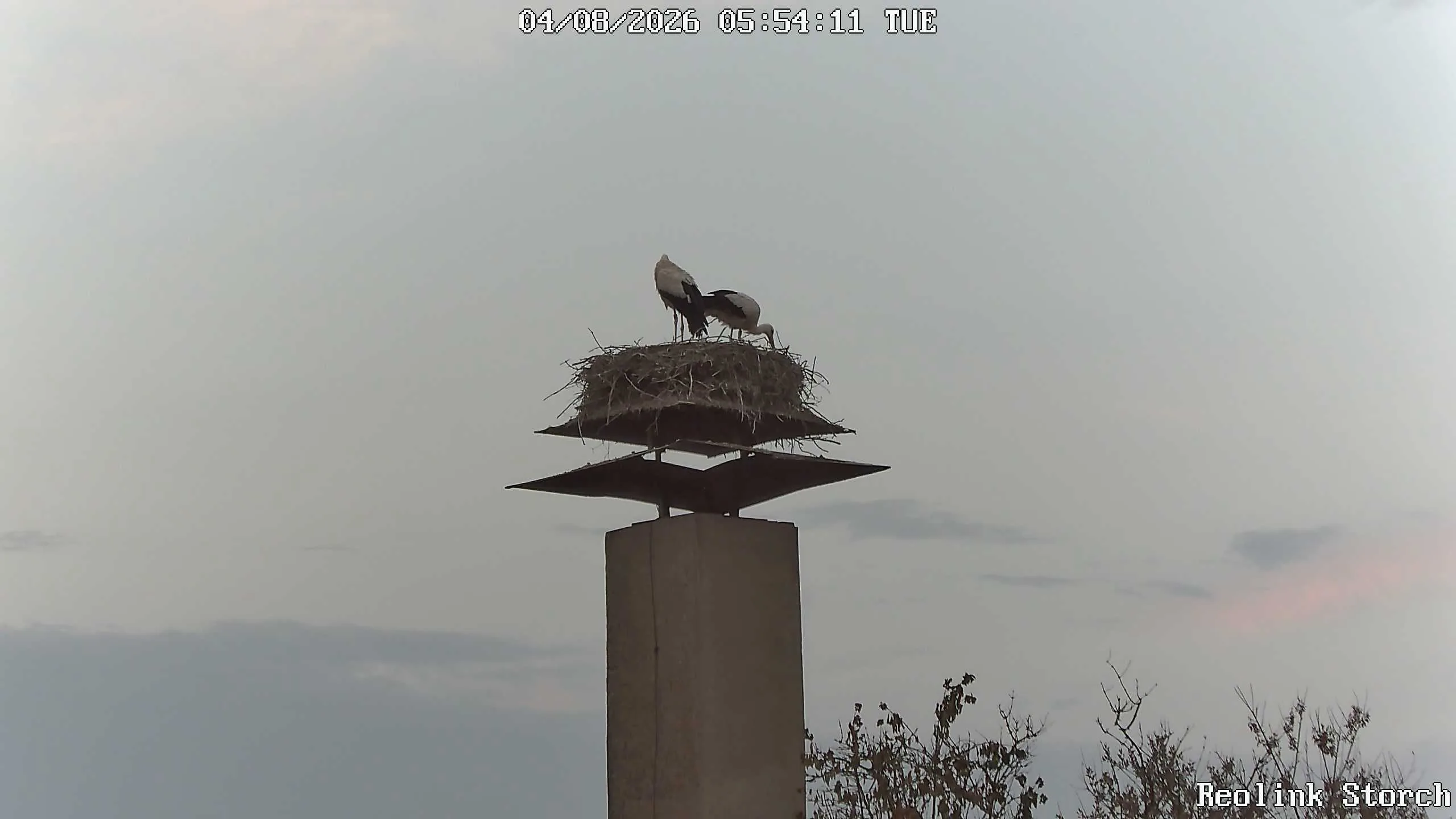 Storchencam Bild