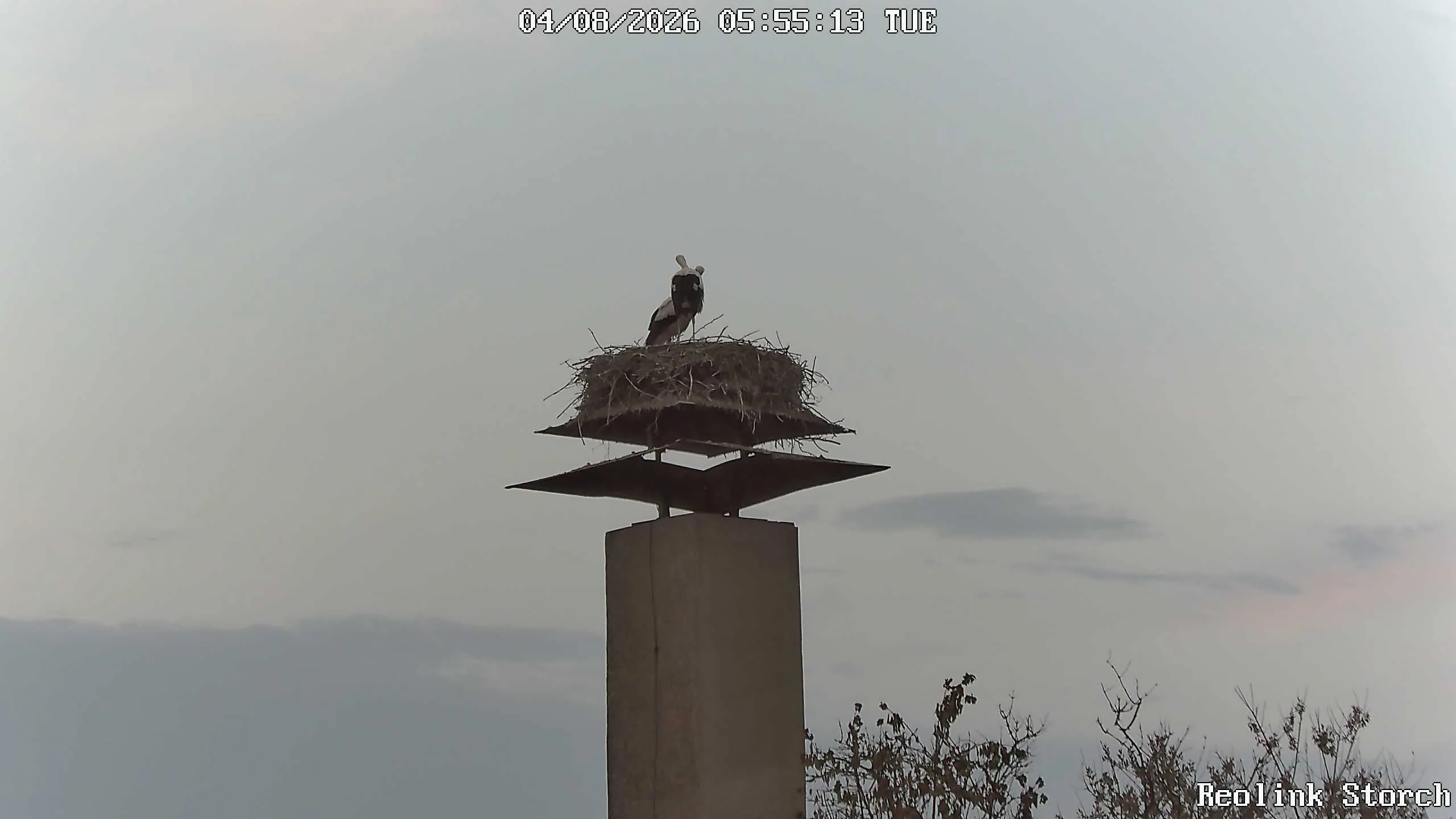 Storchencam Bild