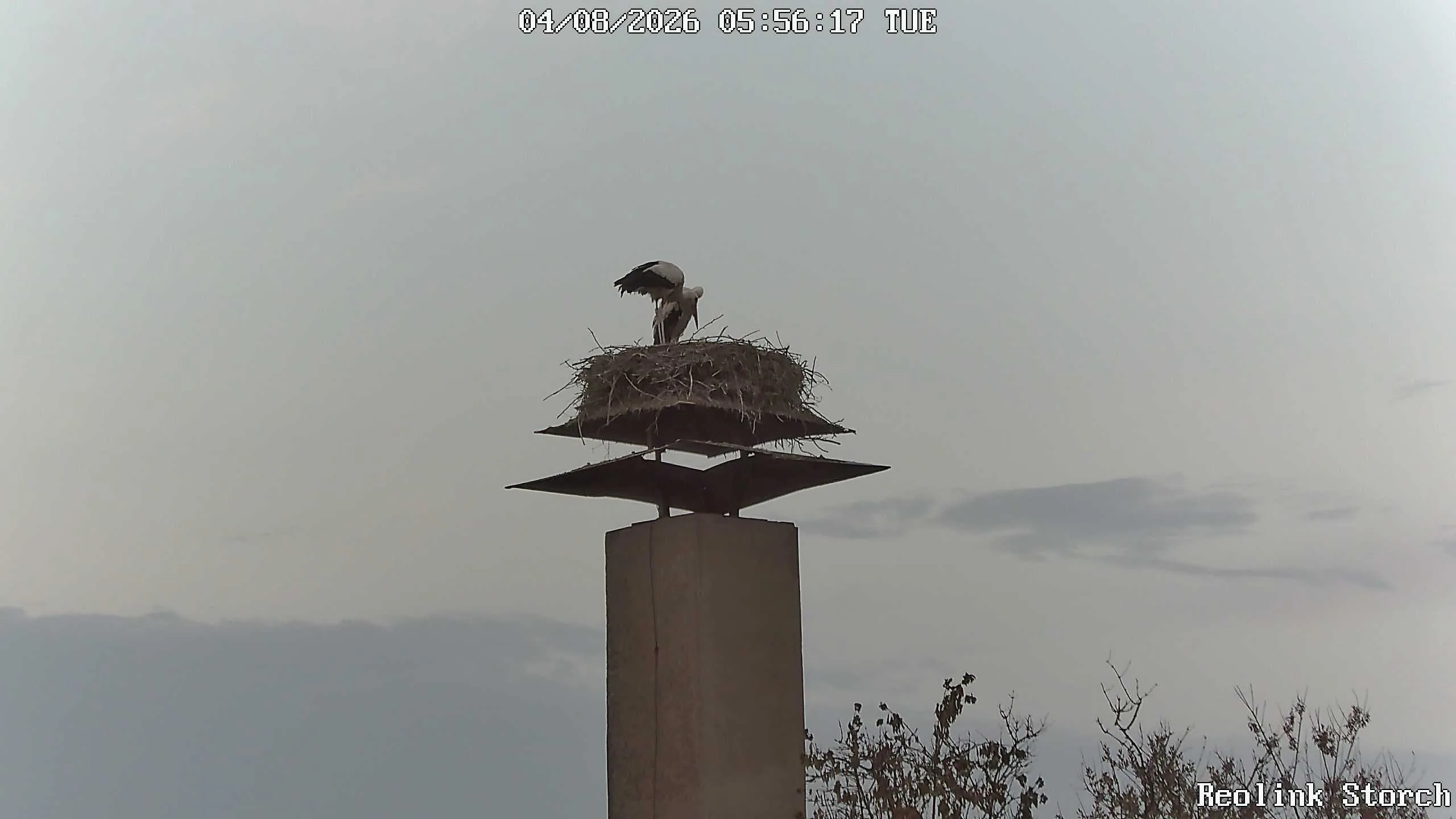 Storchencam Bild