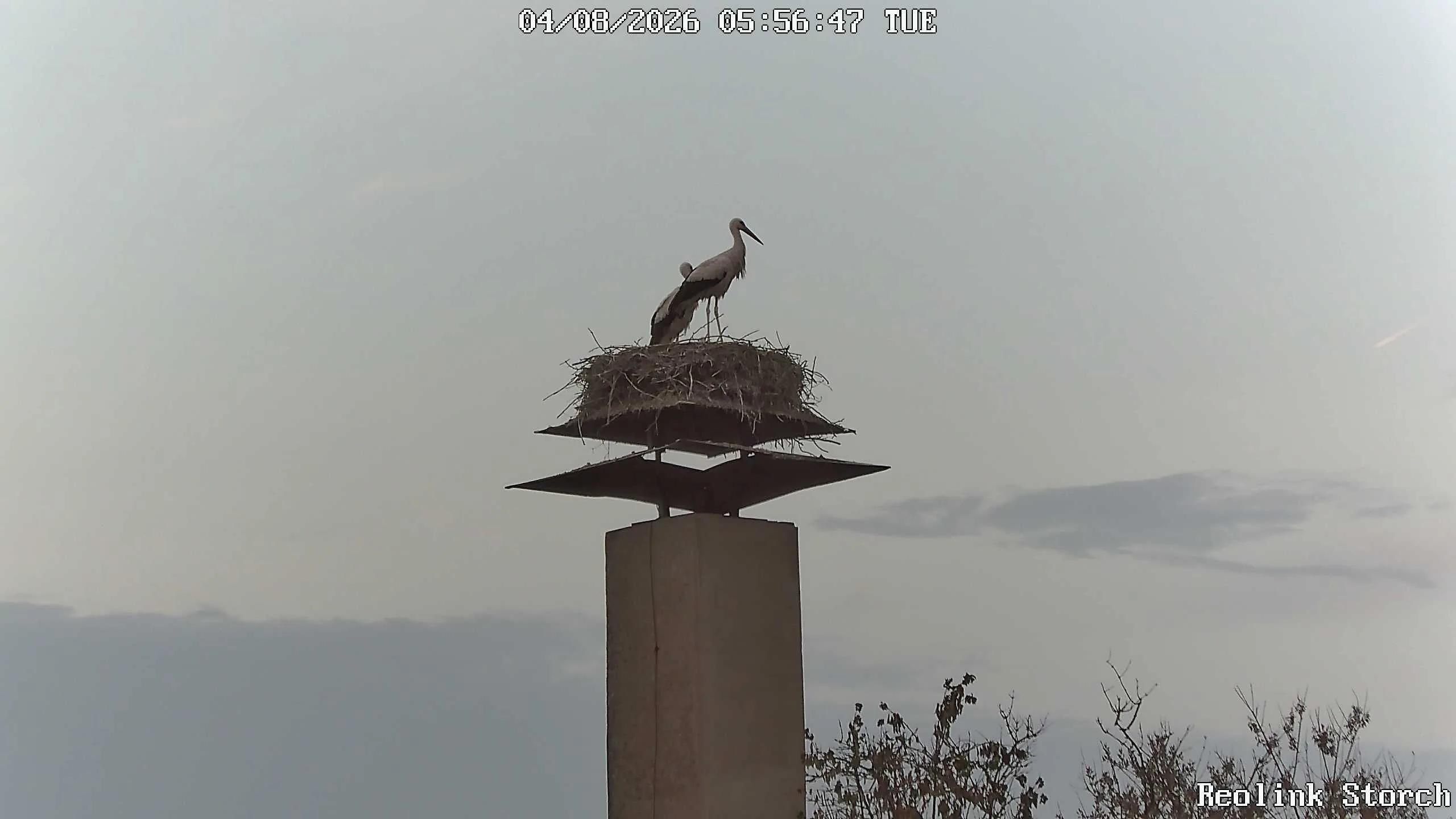 Storchencam Bild