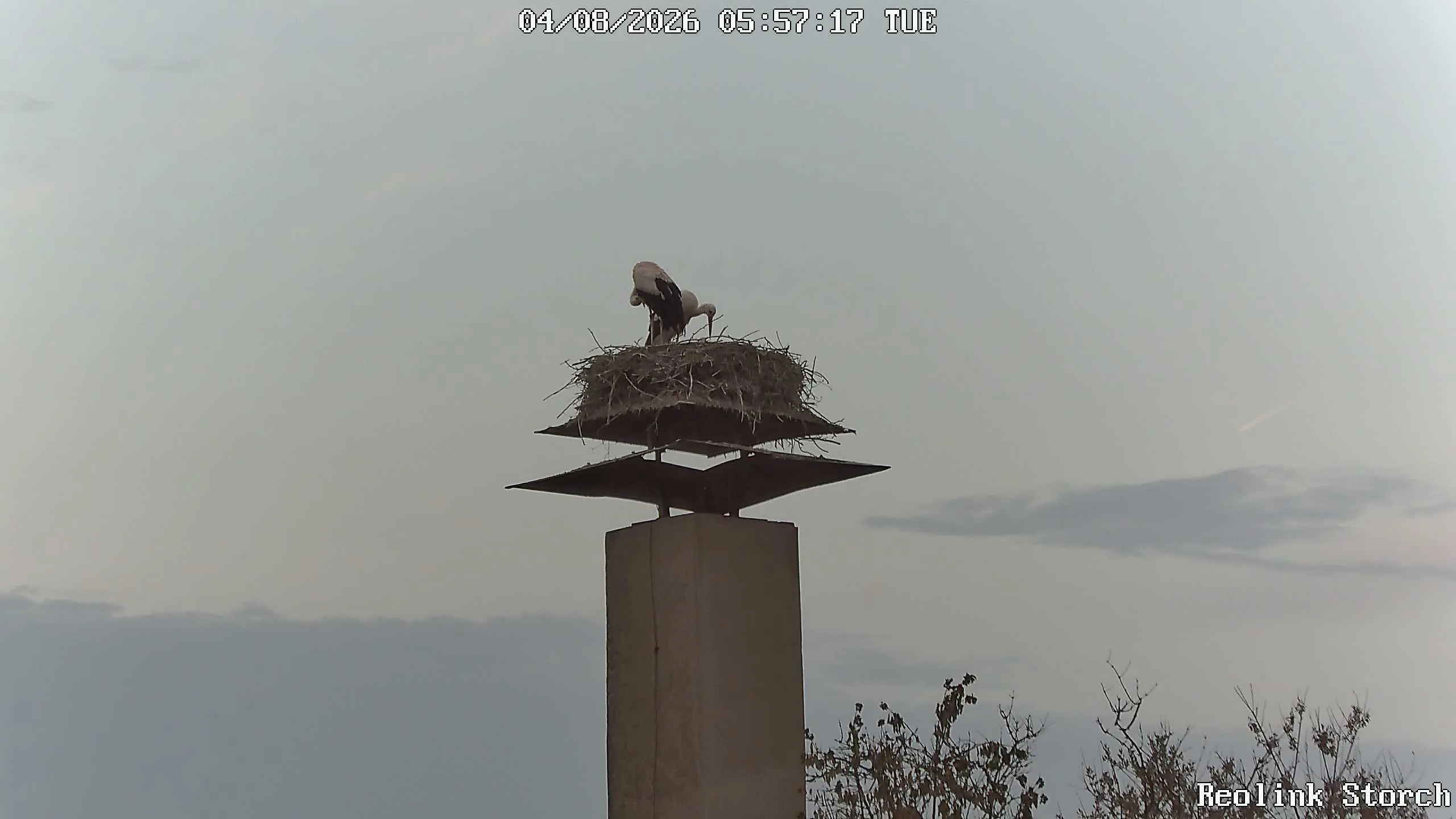 Storchencam Bild