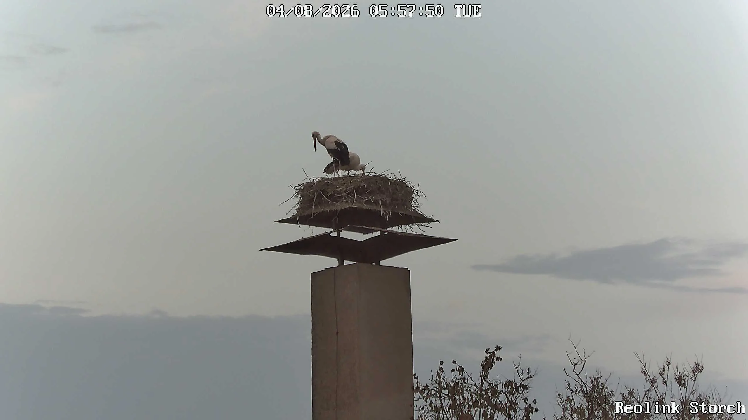 Storchencam Bild