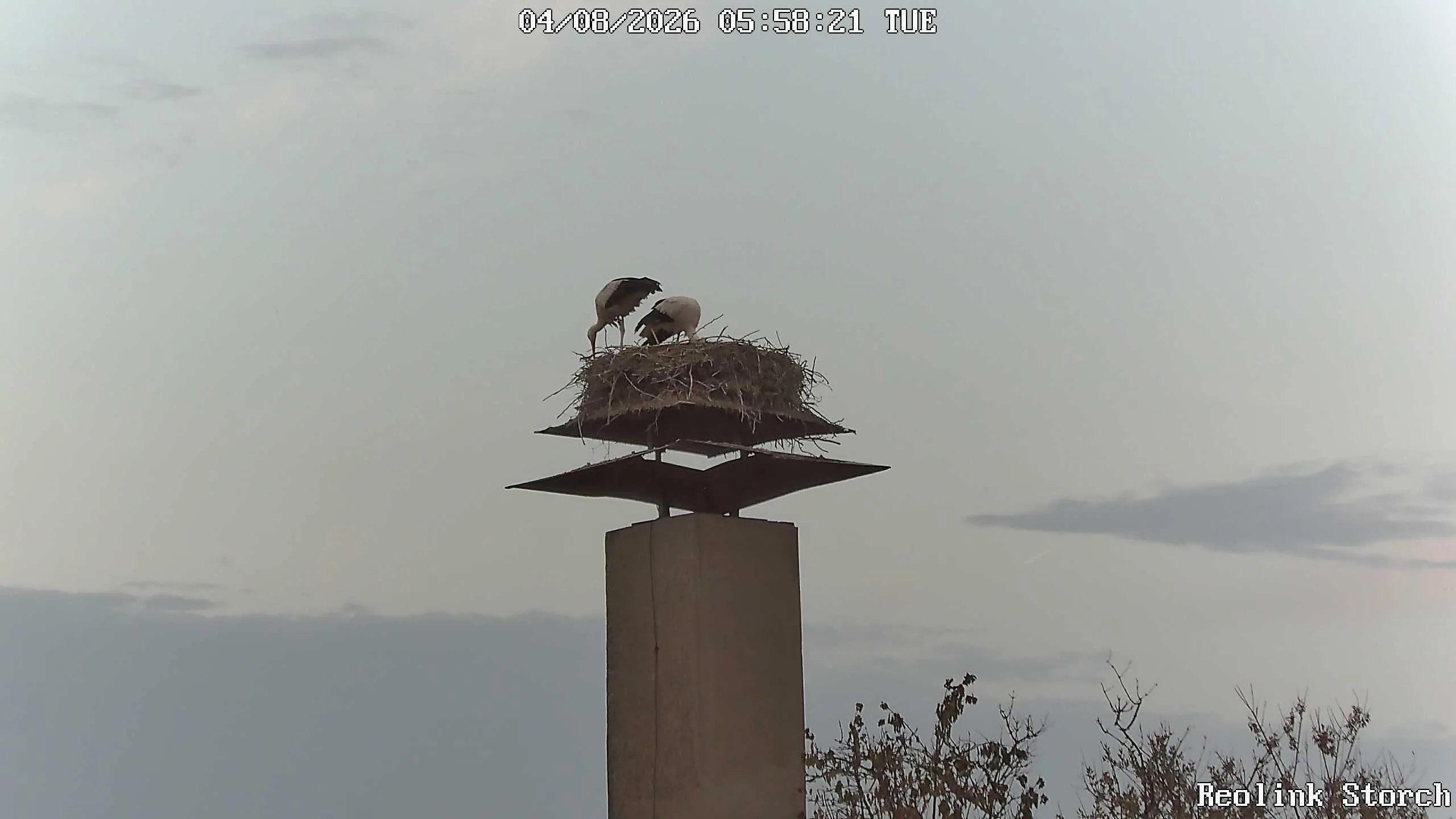 Storchencam Bild