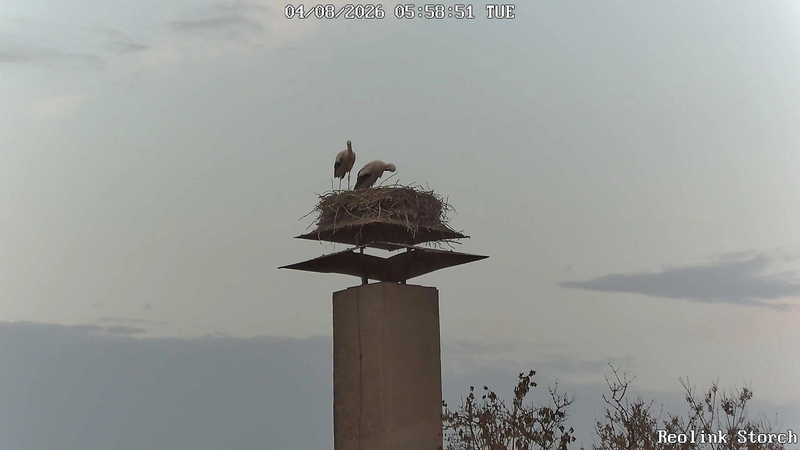 Storchencam Bild