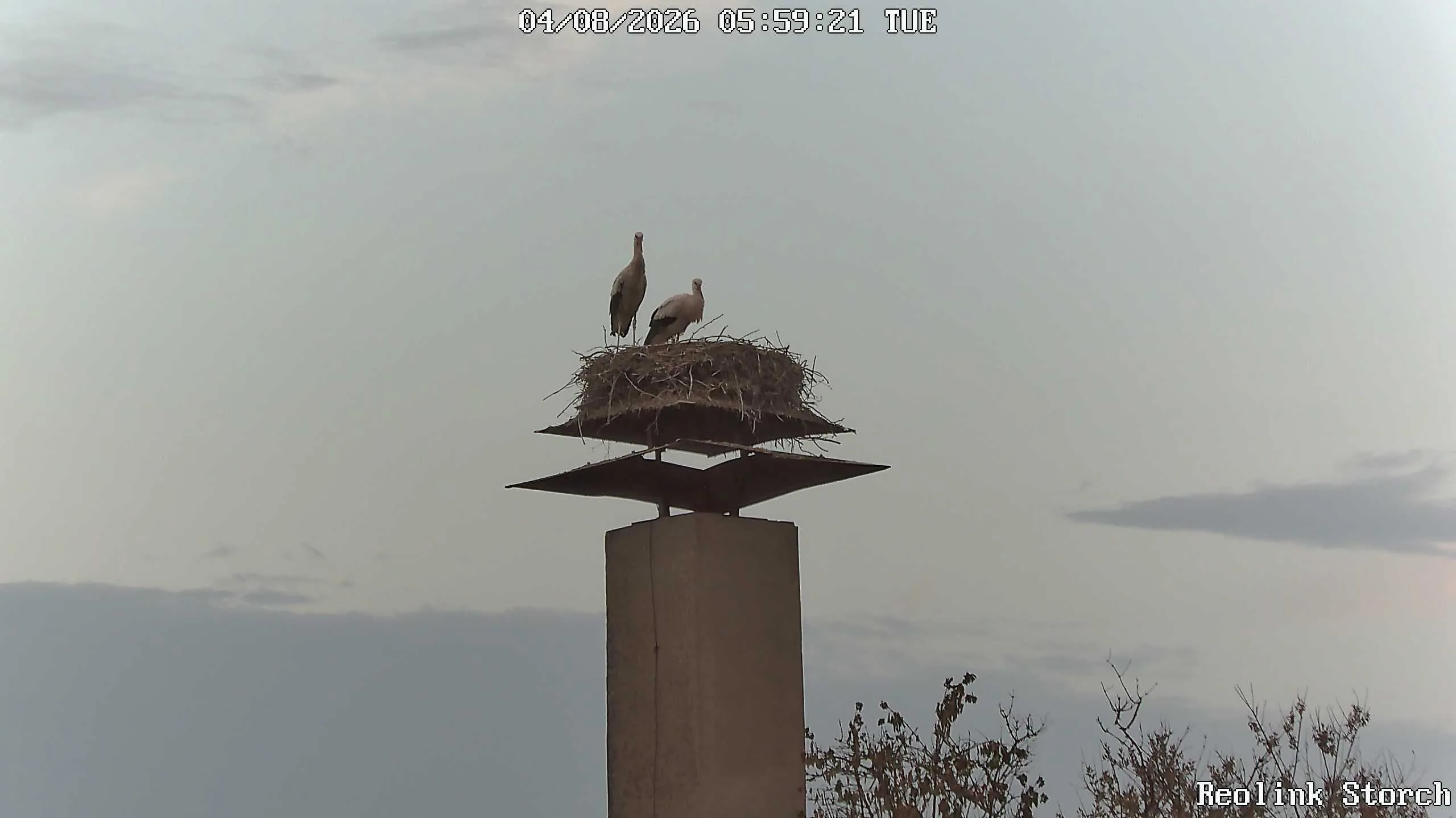 Storchencam Bild