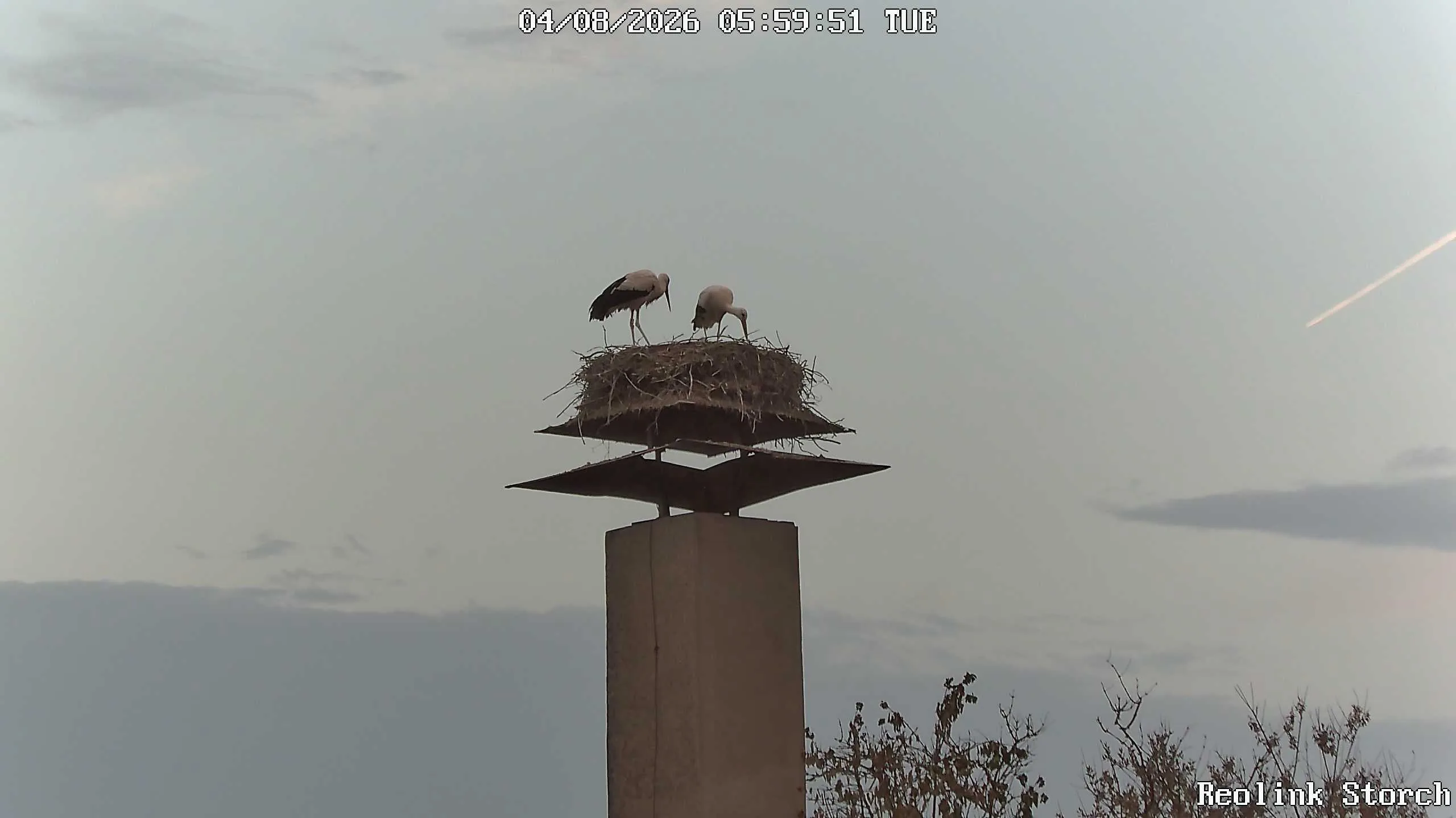Storchencam Bild