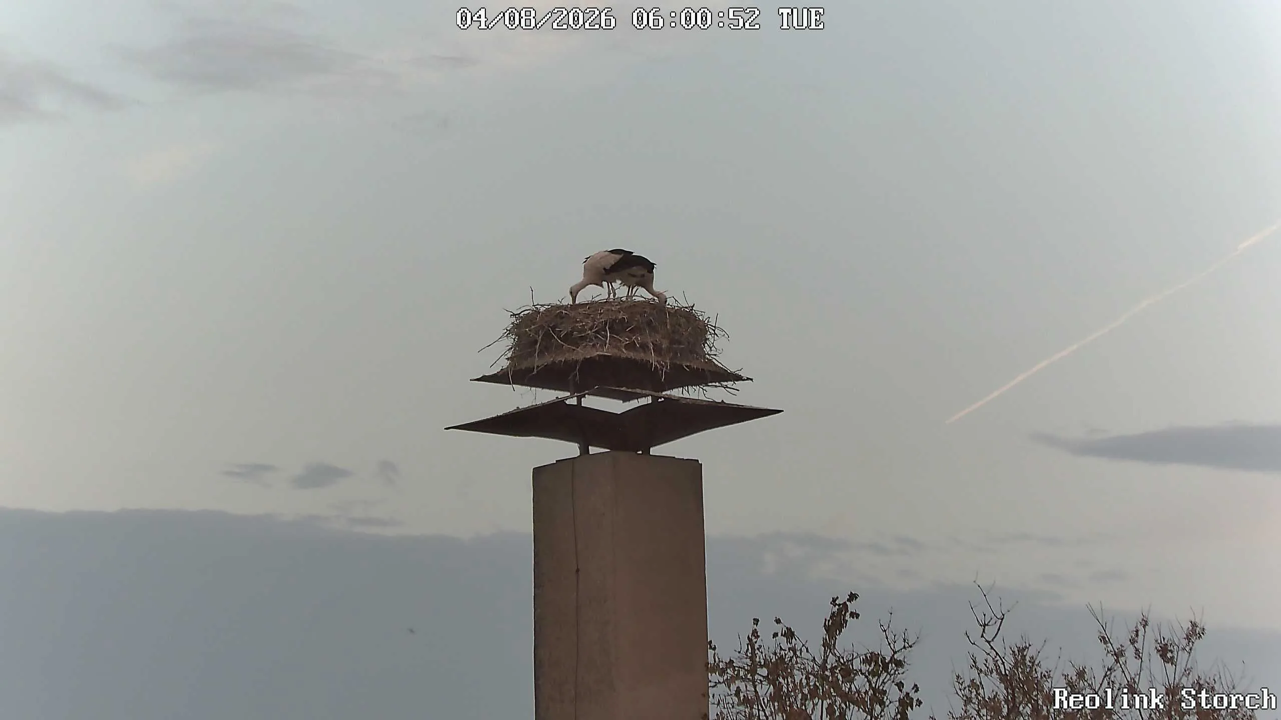 Storchencam Bild