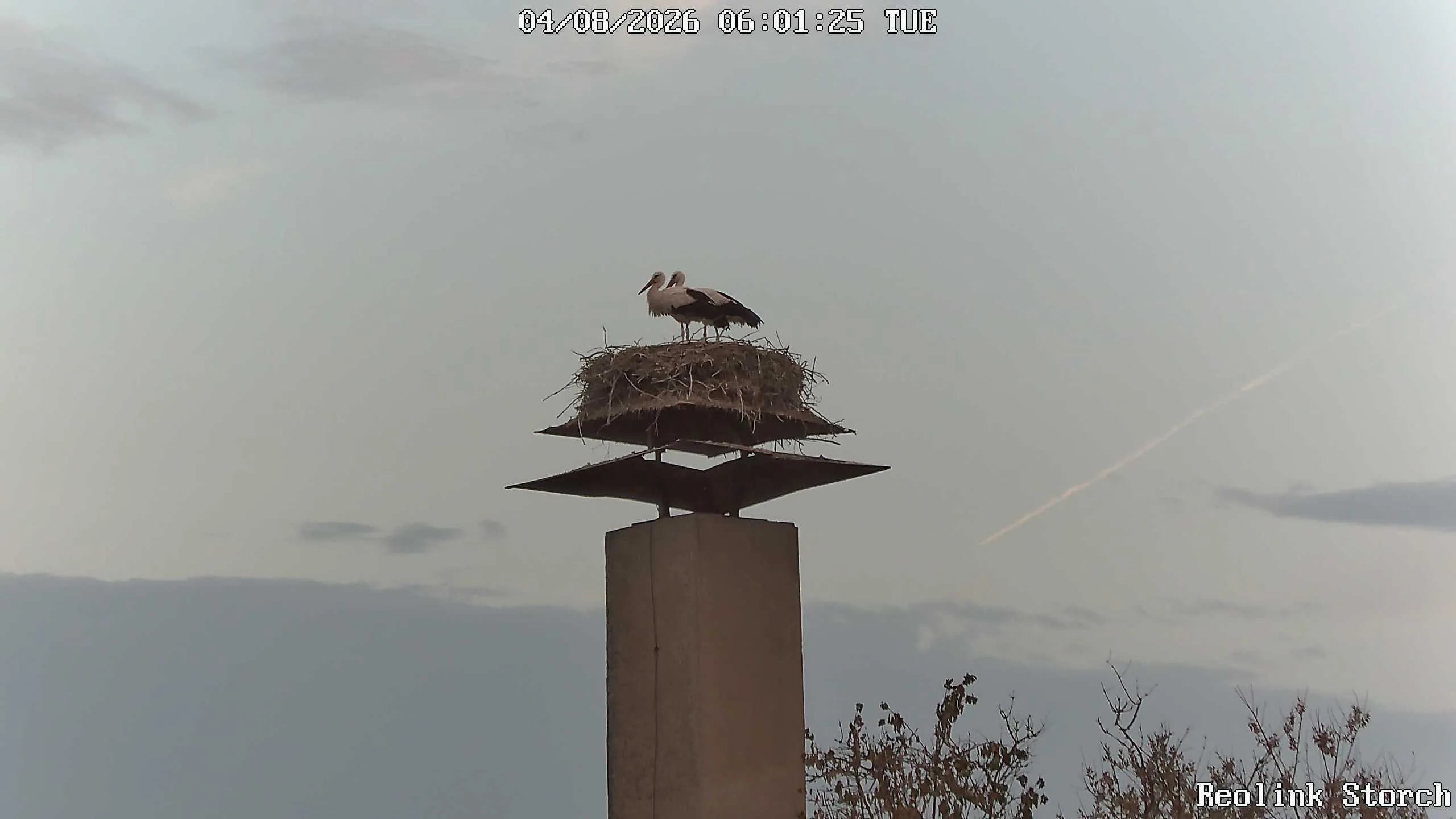 Storchencam Bild