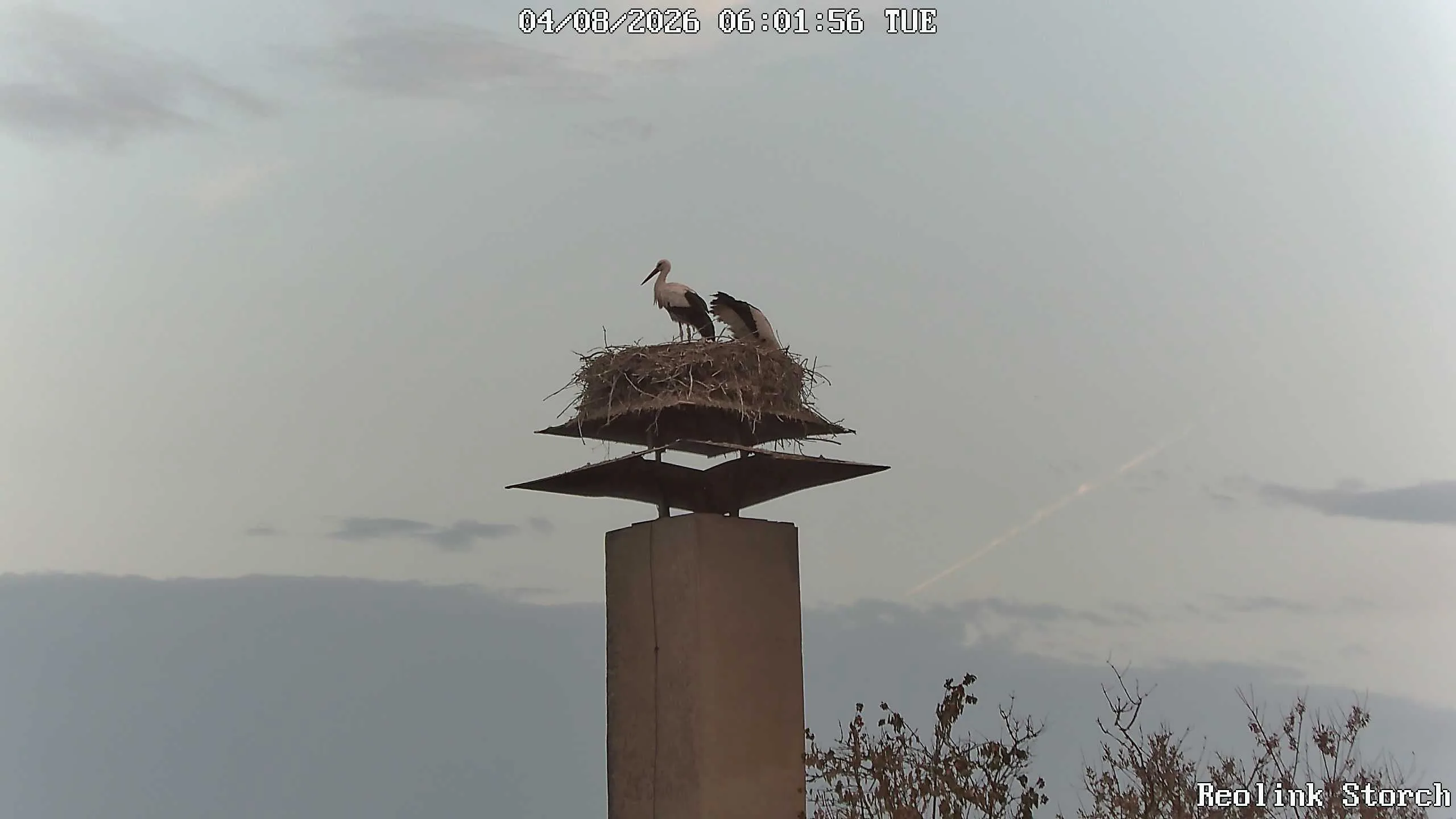 Storchencam Bild
