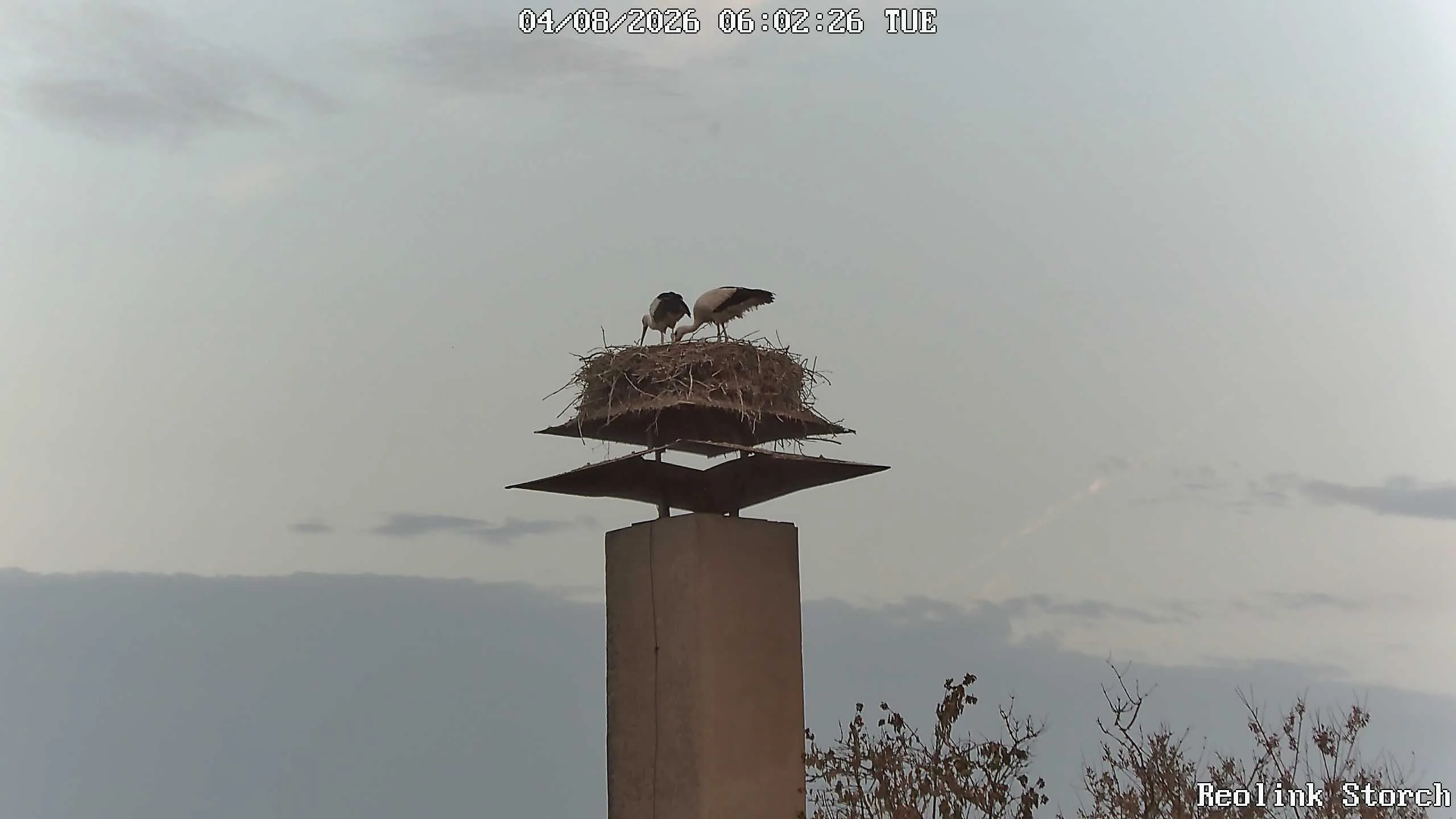 Storchencam Bild