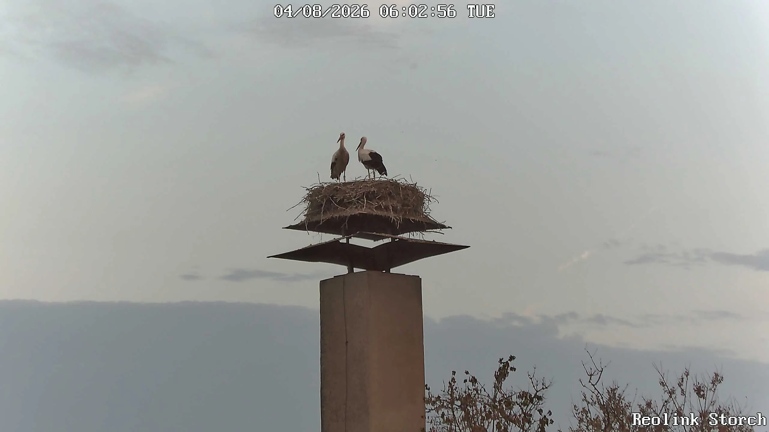 Storchencam Bild