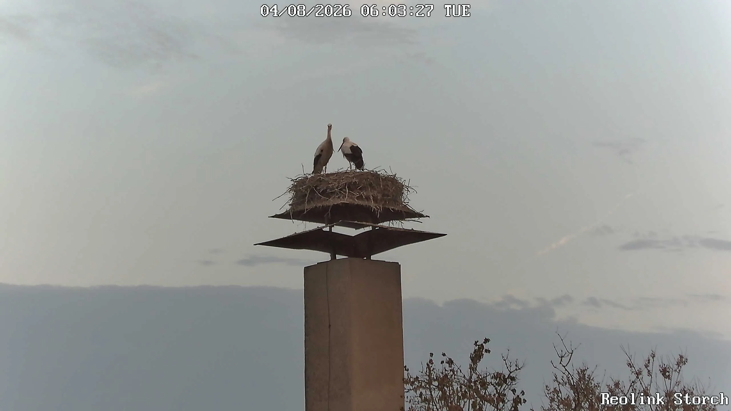 Storchencam Bild