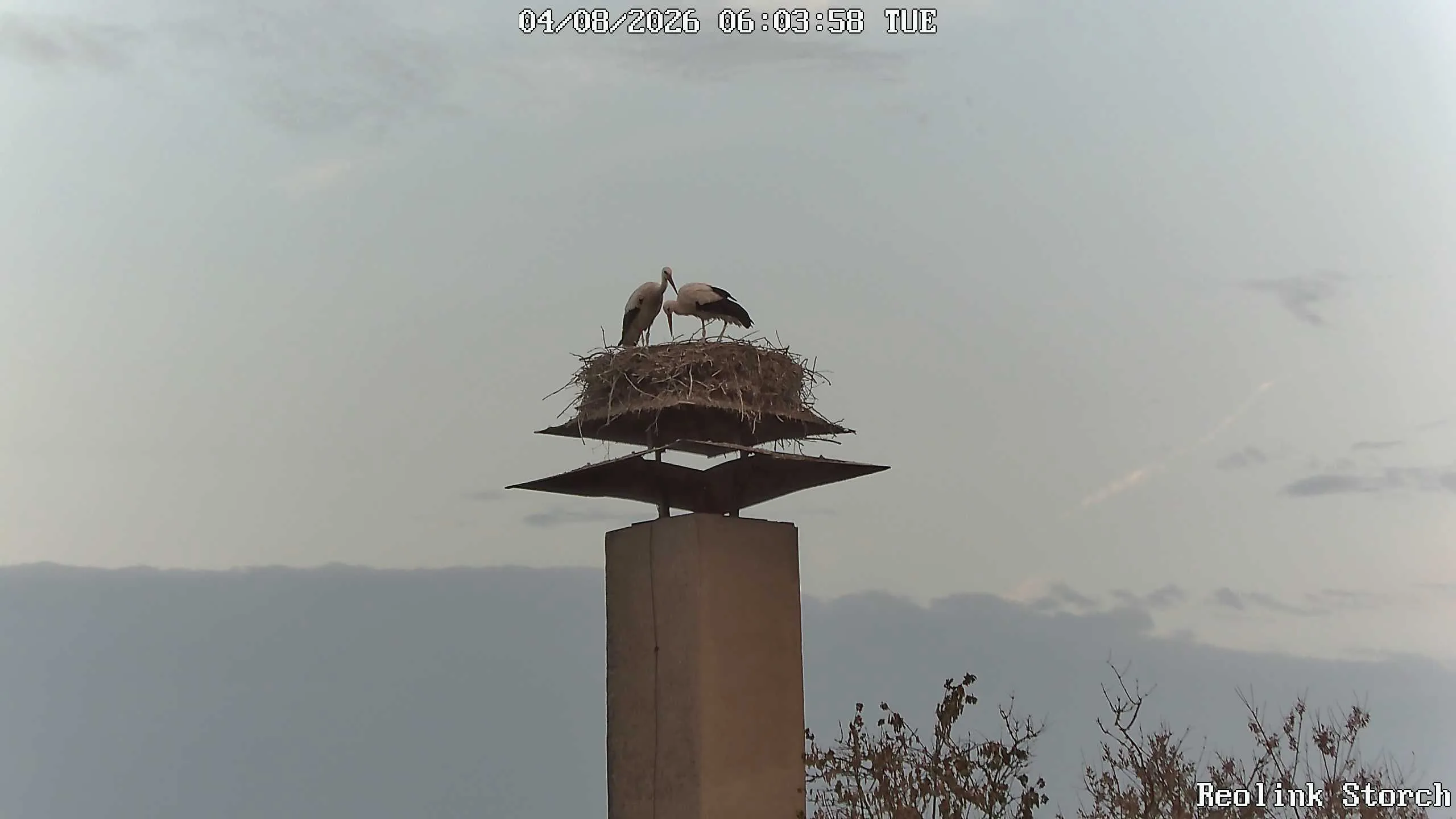 Storchencam Bild